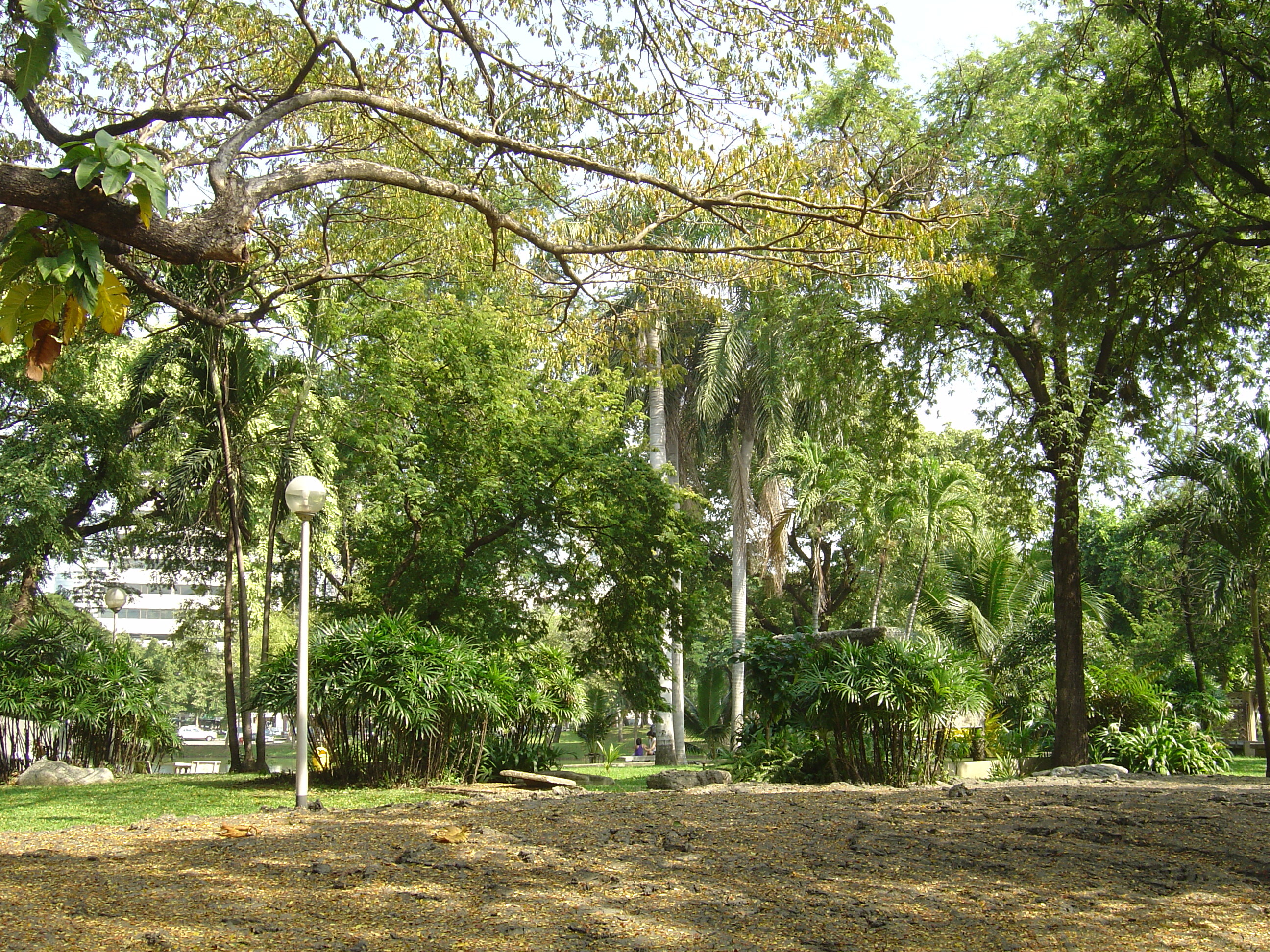 Picture Thailand Bangkok Lumpini Park 2005-12 18 - Discovery Lumpini Park