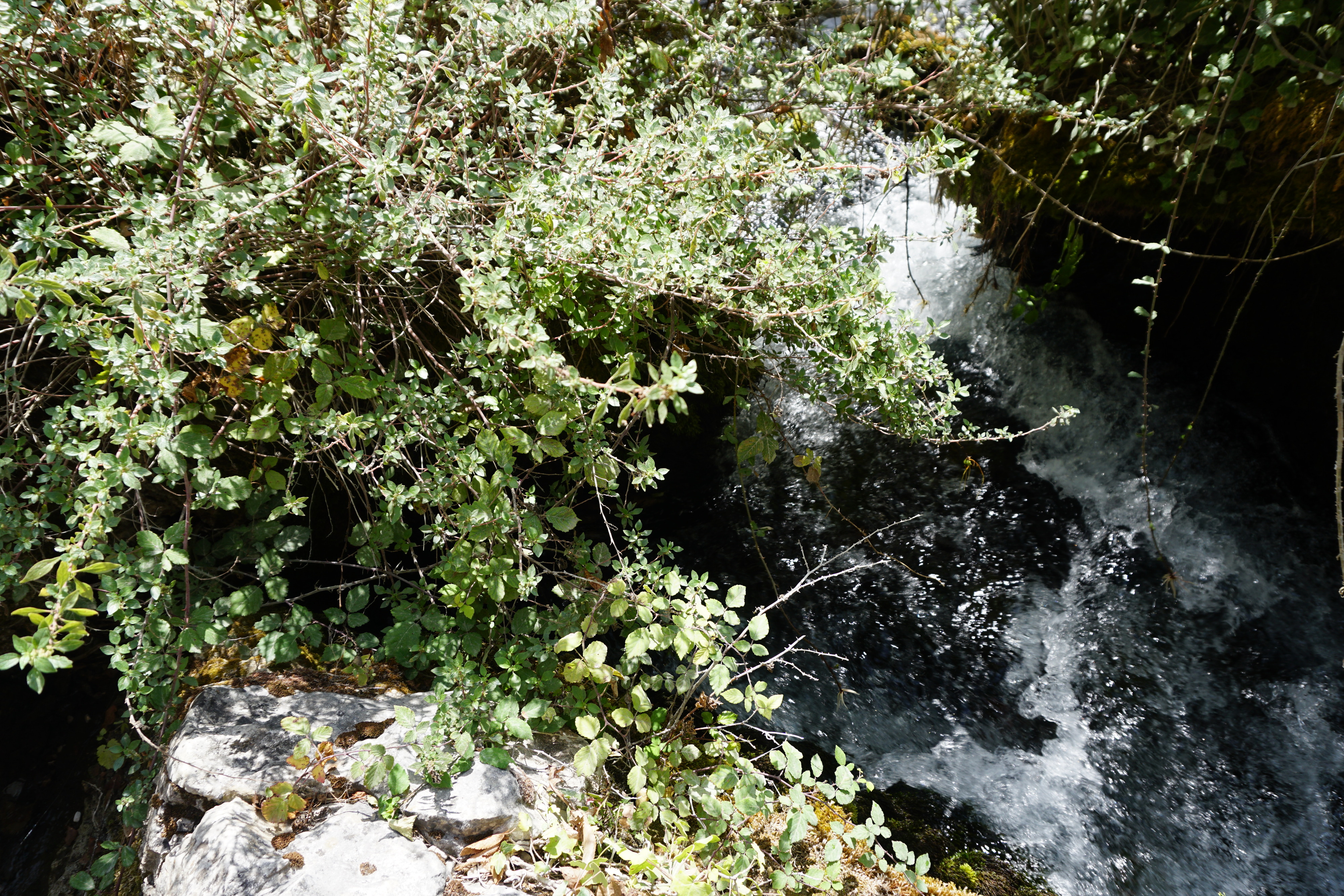 Picture France Fontaine-de-Vaucluse 2017-08 6 - Tours Fontaine-de-Vaucluse