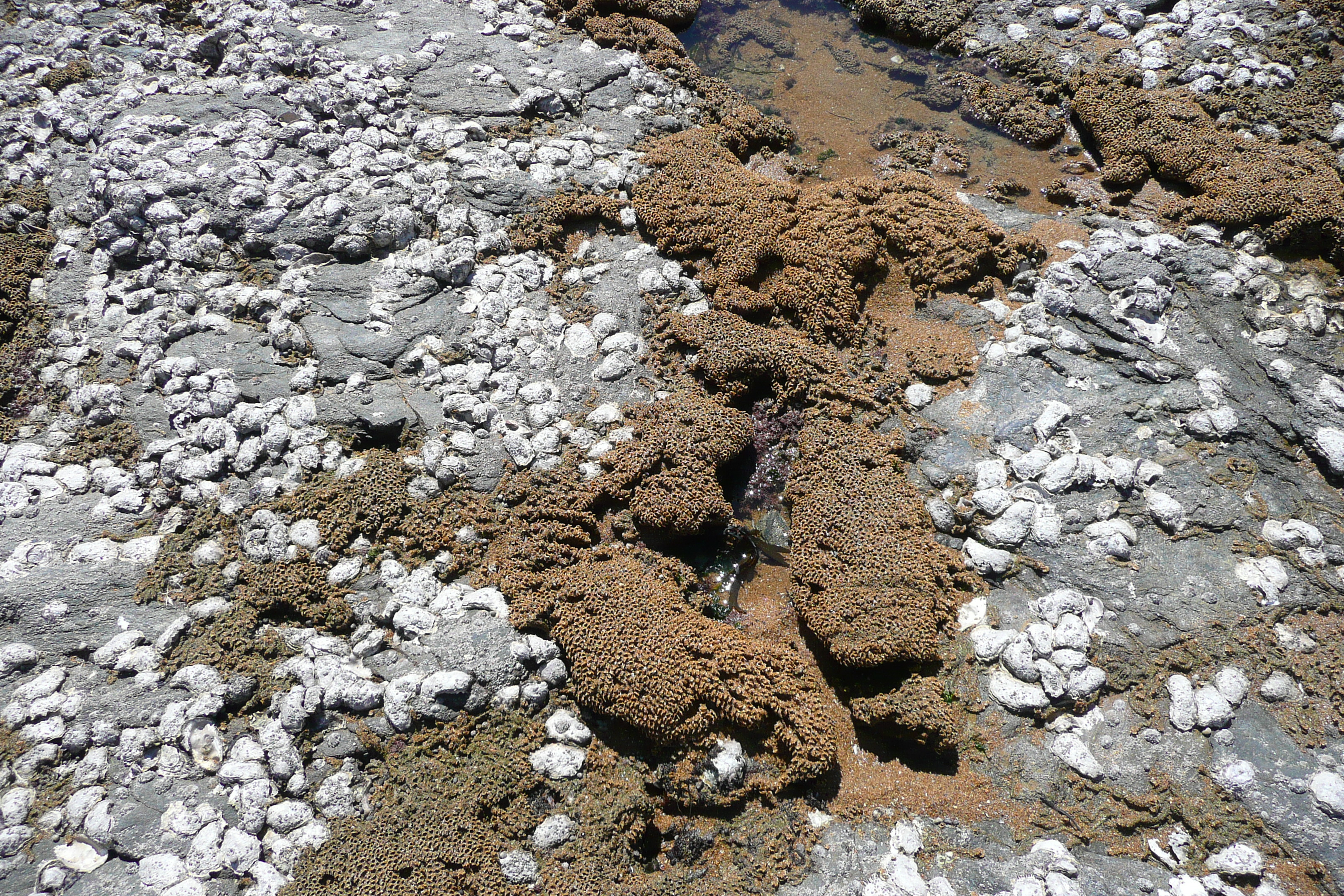 Picture France Pornic grandes vallees Beach 2008-07 11 - Tour grandes vallees Beach