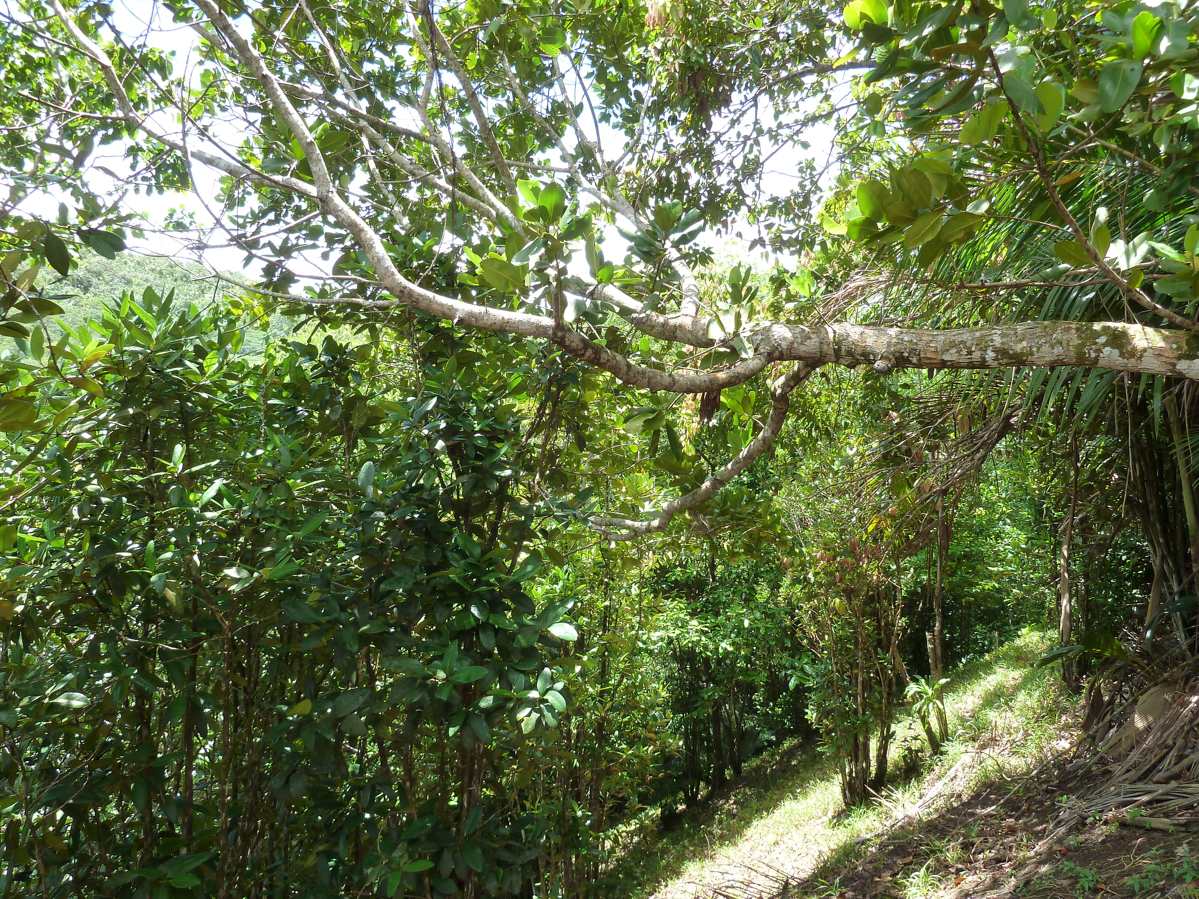 Picture Seychelles Vallee de Mai 2011-10 72 - Tour Vallee de Mai