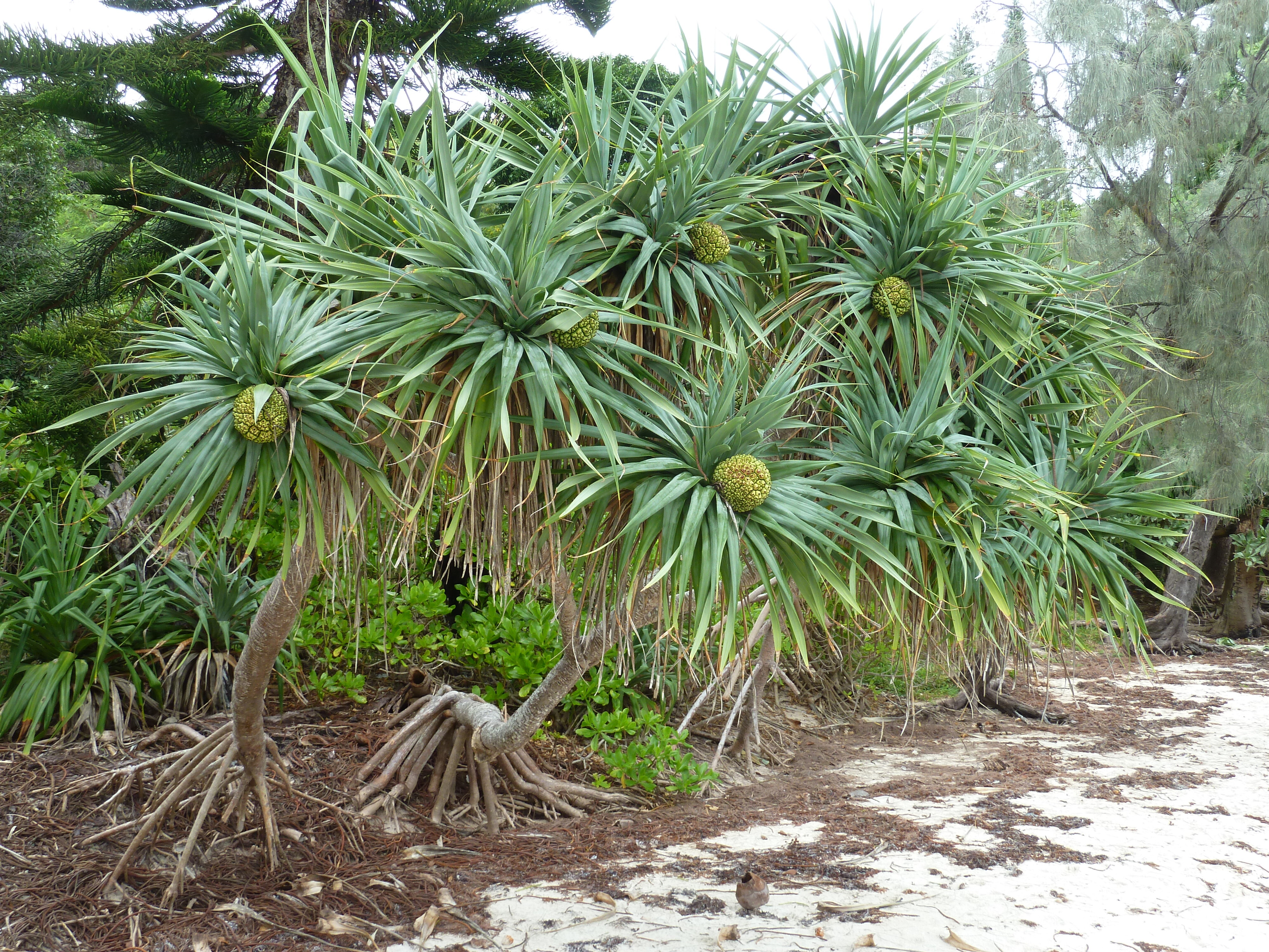 Picture New Caledonia Ile des pins Kuto Beach 2010-05 21 - Center Kuto Beach