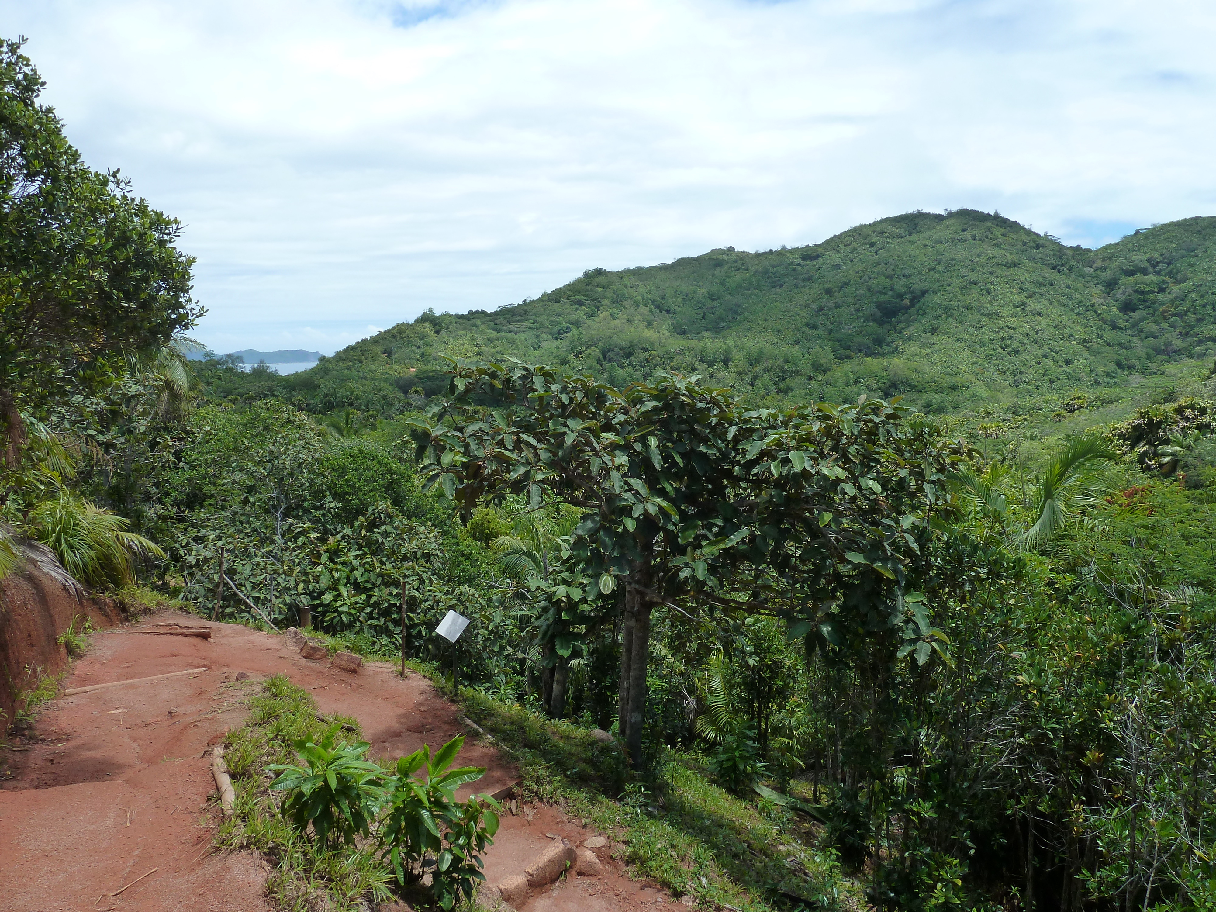 Picture Seychelles Vallee de Mai 2011-10 80 - Around Vallee de Mai