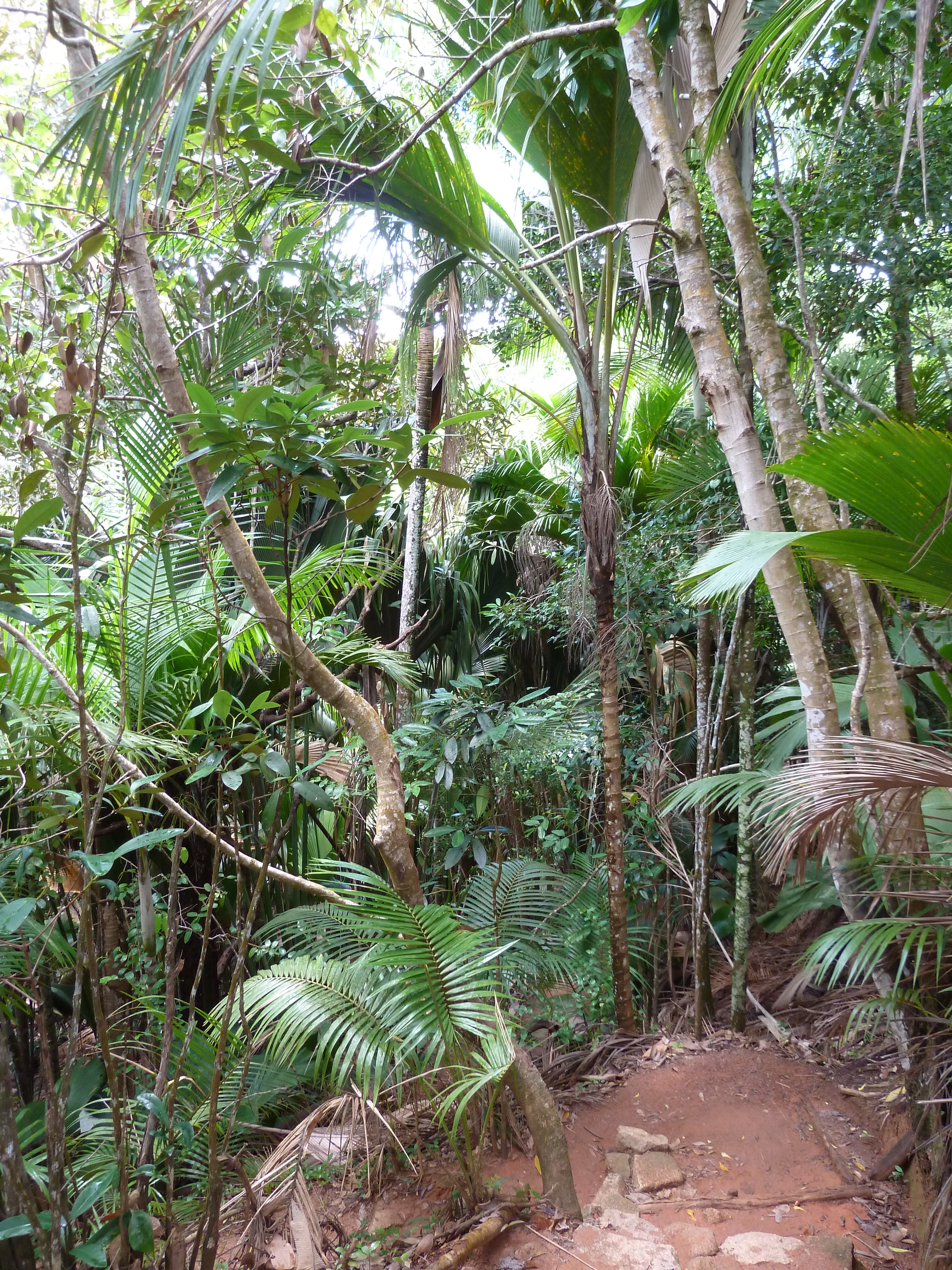 Picture Seychelles Vallee de Mai 2011-10 75 - Recreation Vallee de Mai