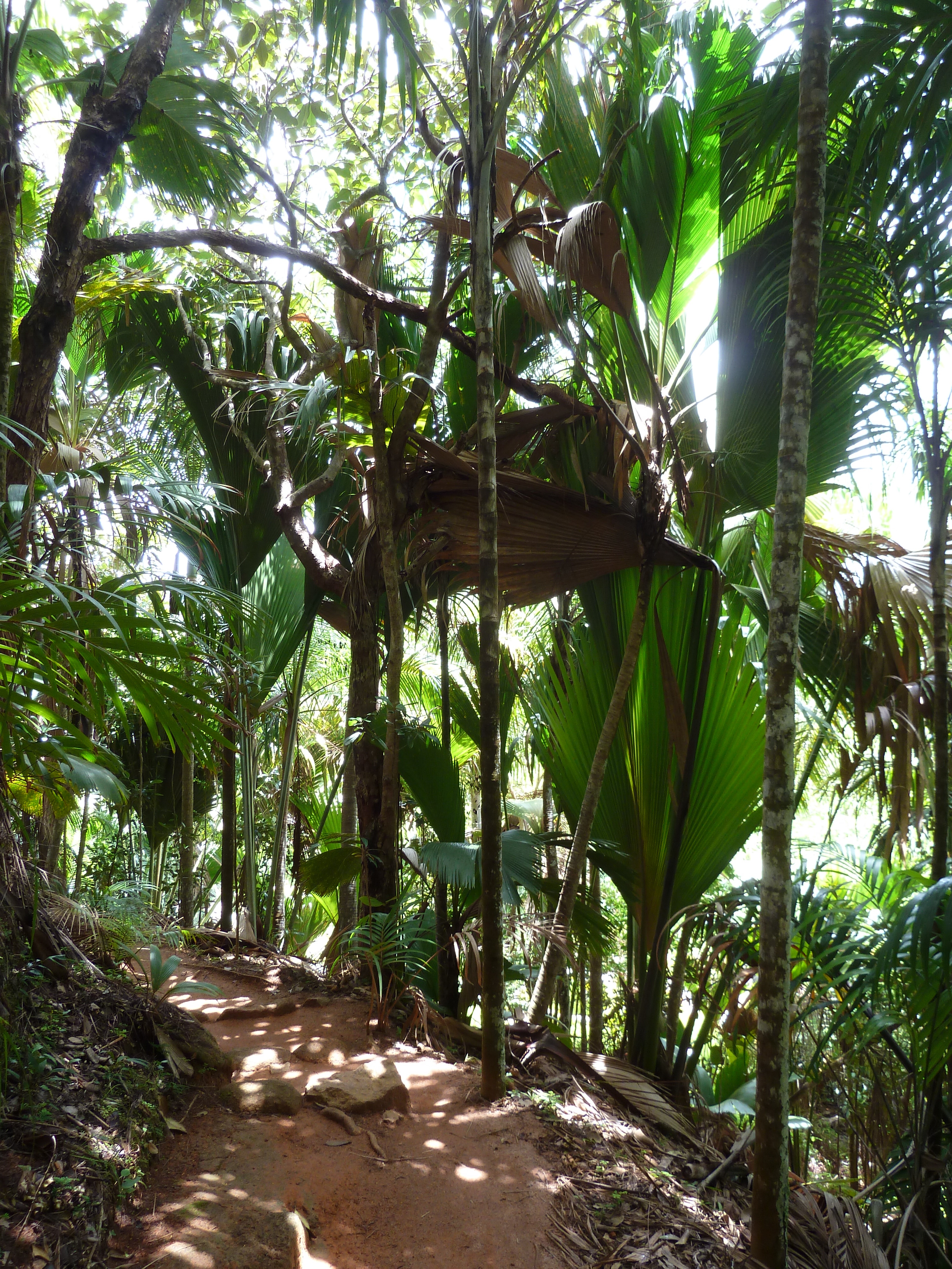 Picture Seychelles Vallee de Mai 2011-10 73 - Tour Vallee de Mai