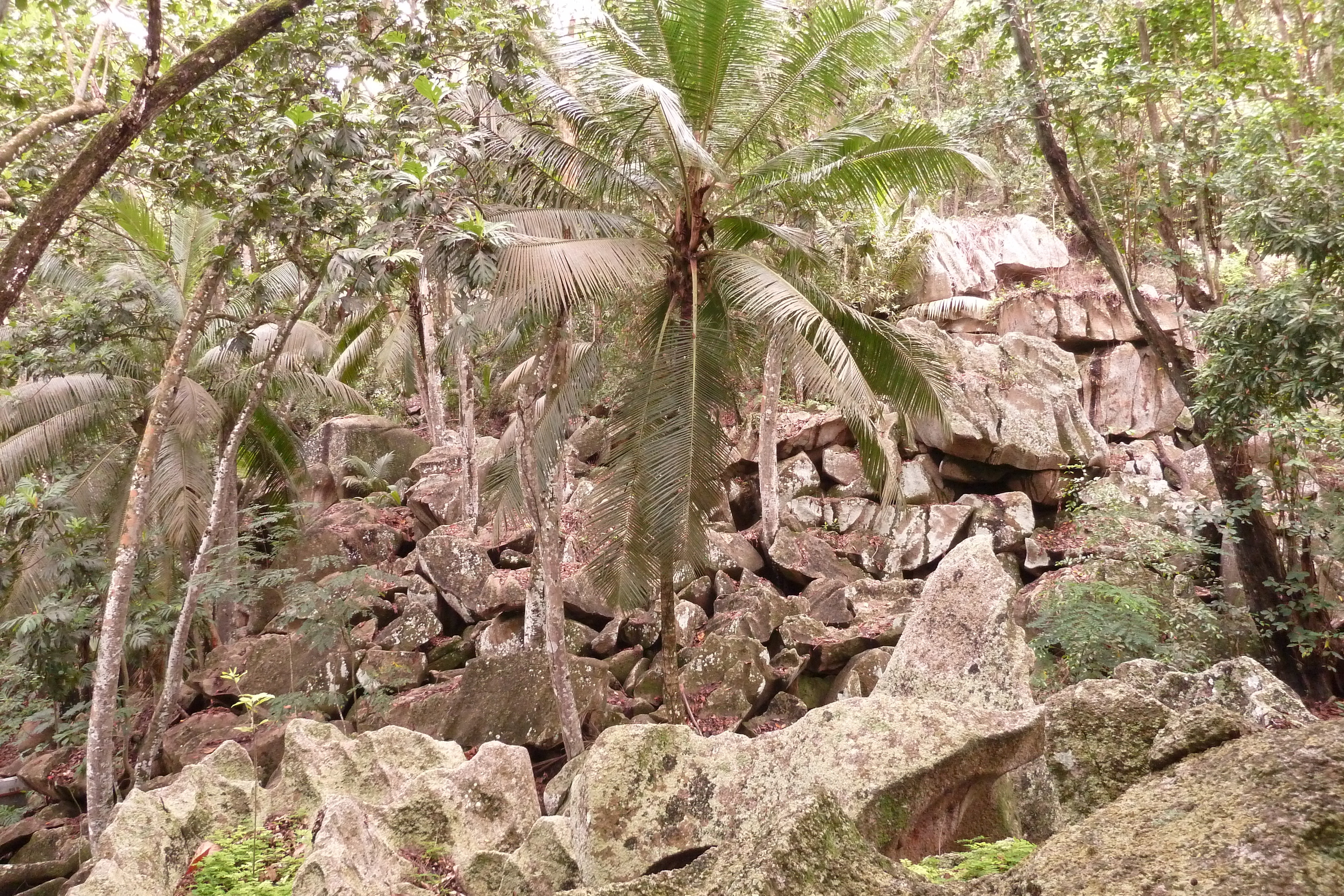 Picture Seychelles La Digue 2011-10 110 - Journey La Digue