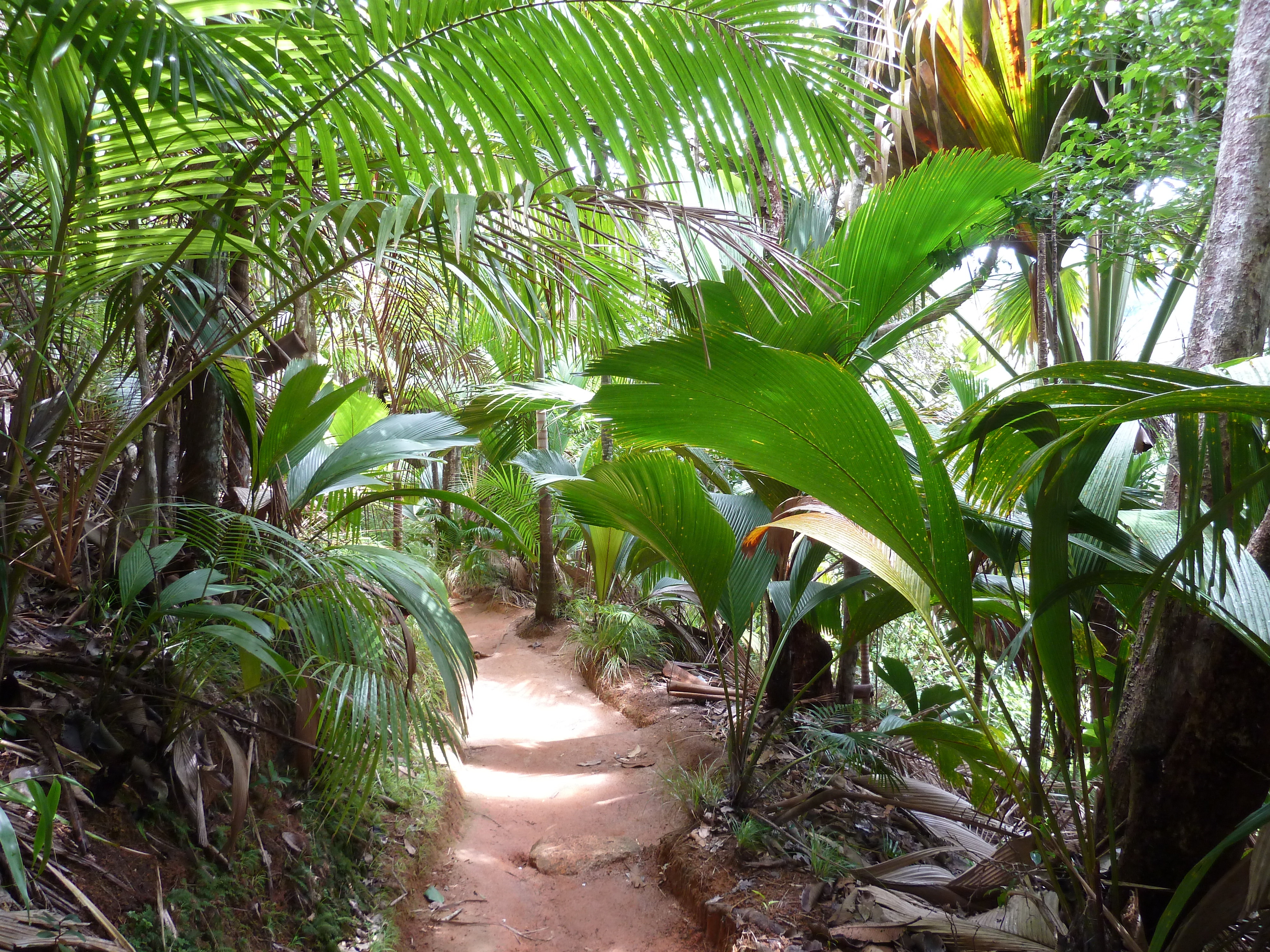 Picture Seychelles Vallee de Mai 2011-10 90 - Tours Vallee de Mai