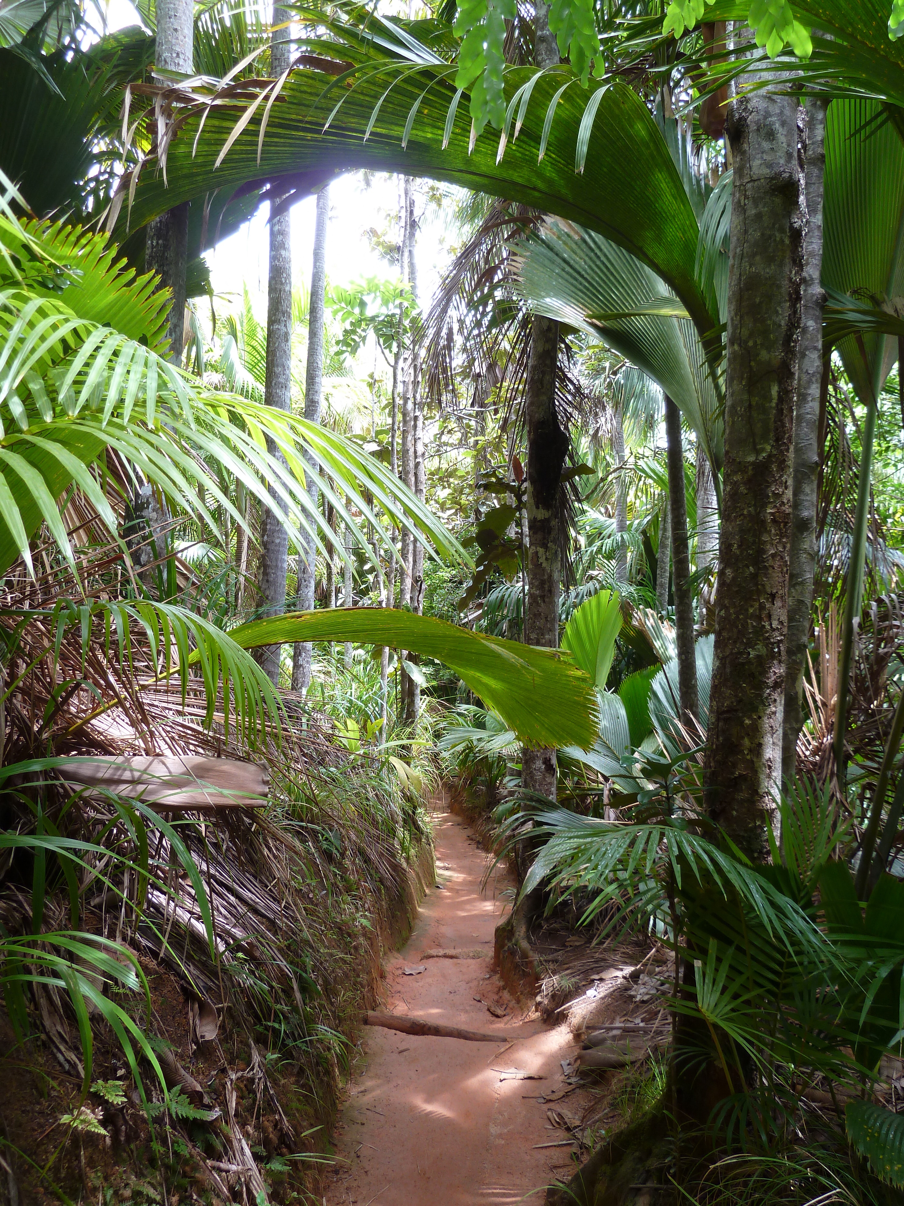 Picture Seychelles Vallee de Mai 2011-10 11 - Recreation Vallee de Mai