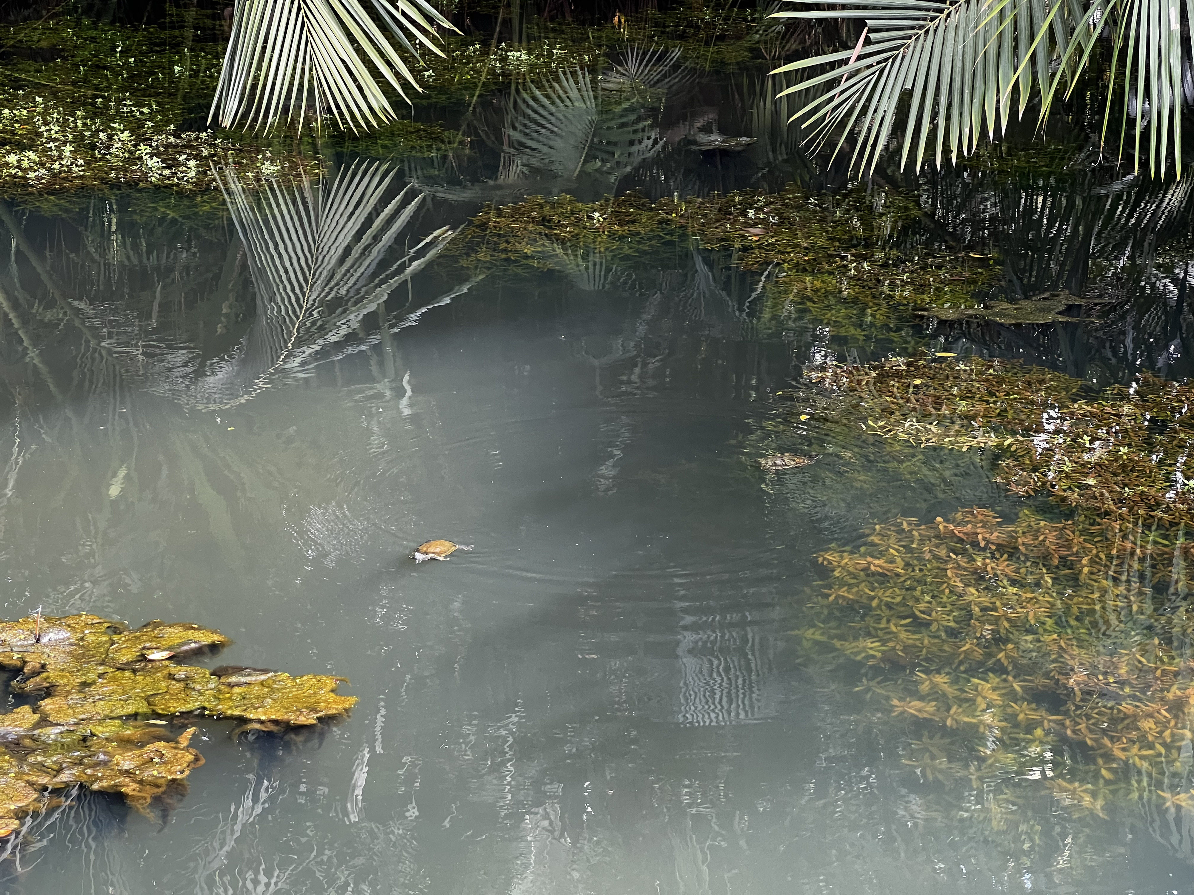 Picture Singapore Singapore Botanic Gardens 2023-01 1 - Around Singapore Botanic Gardens