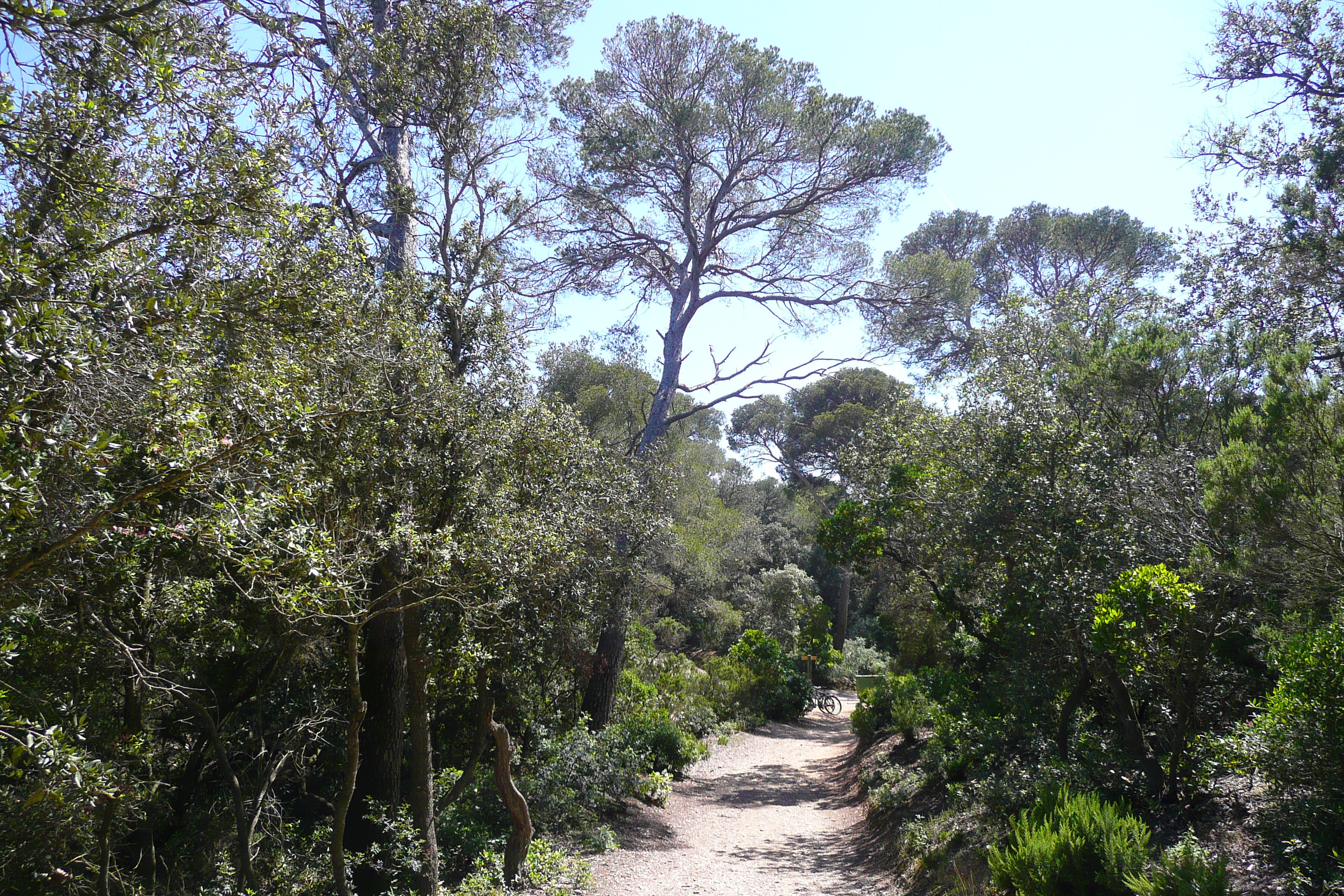 Picture France Porquerolles Island Alycastre beach 2008-05 0 - Around Alycastre beach