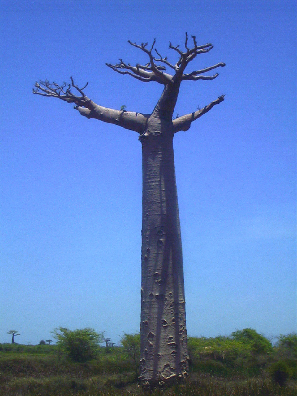 Picture Madagascar Morondava 1999-10 22 - Journey Morondava