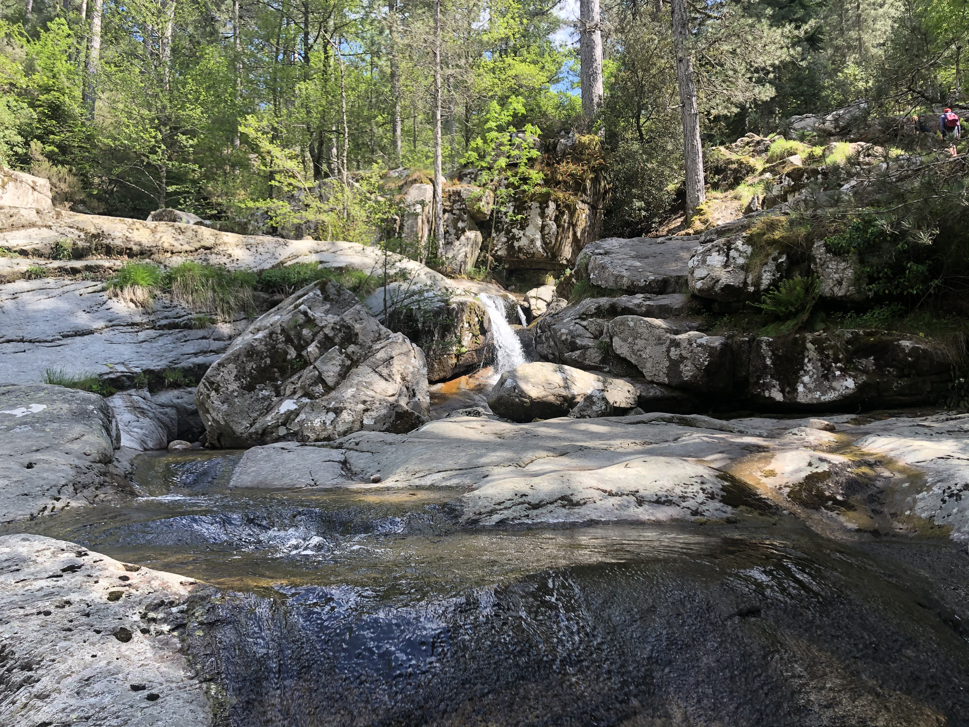 Picture France Corsica Aitone Forest 2021-06 33 - Discovery Aitone Forest