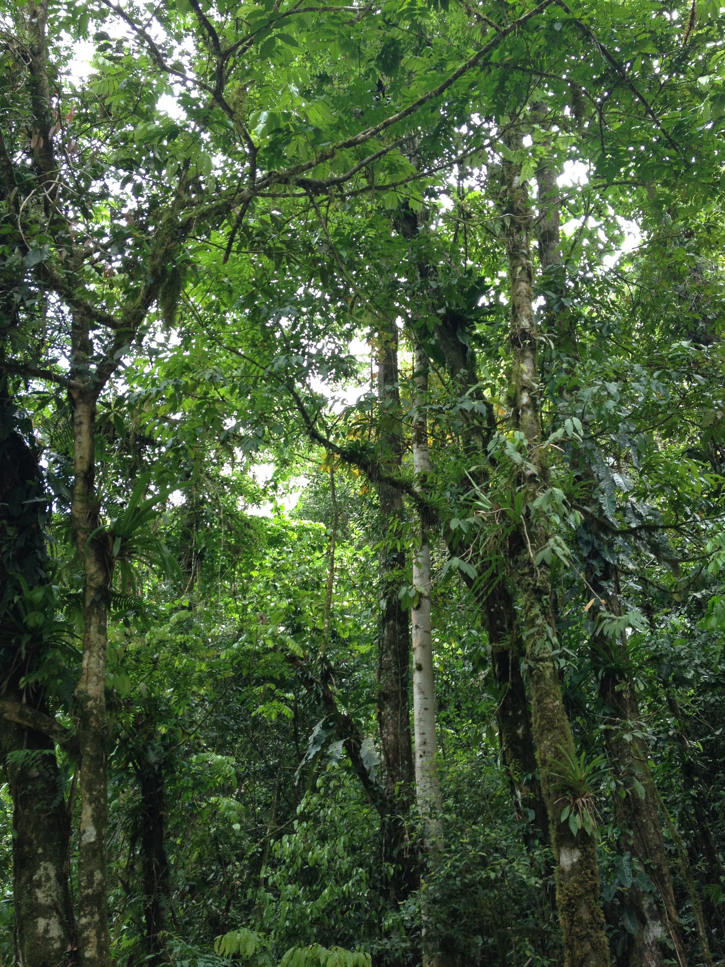 Picture Costa Rica Pacuare River 2015-03 48 - Discovery Pacuare River