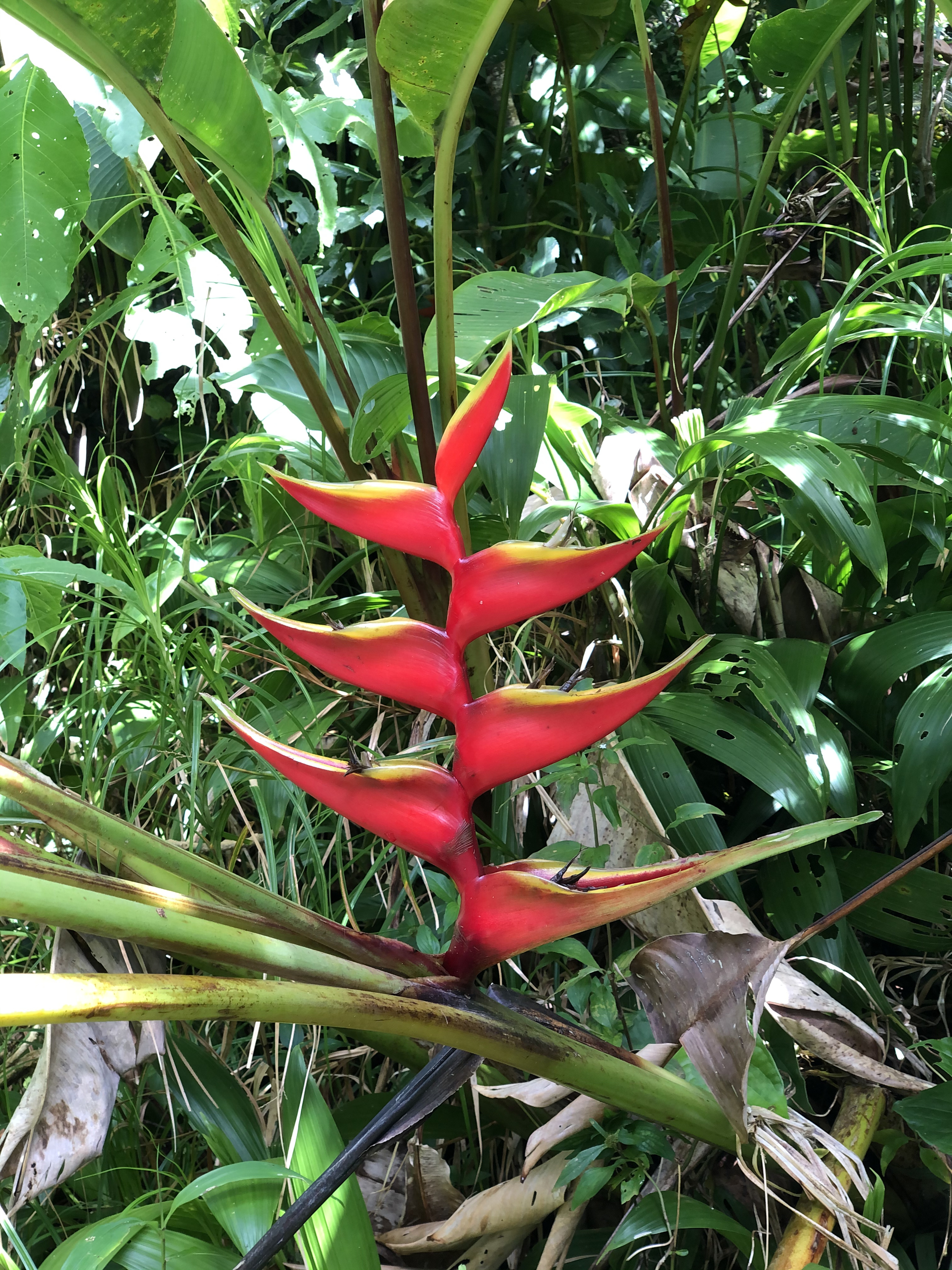 Picture Guadeloupe La Grande Soufriere 2021-02 74 - Discovery La Grande Soufriere