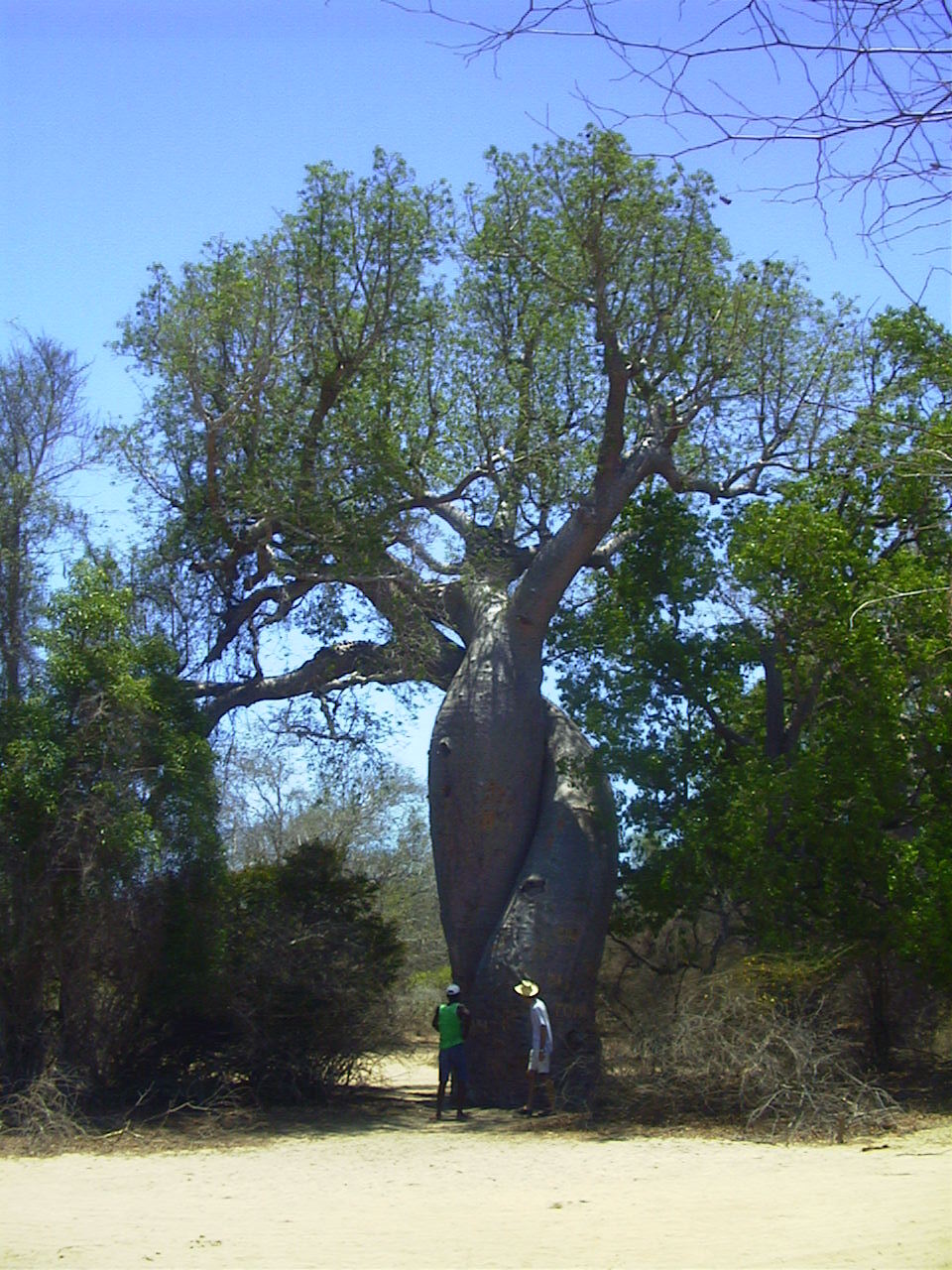 Picture Madagascar Morondava 1999-10 0 - Recreation Morondava