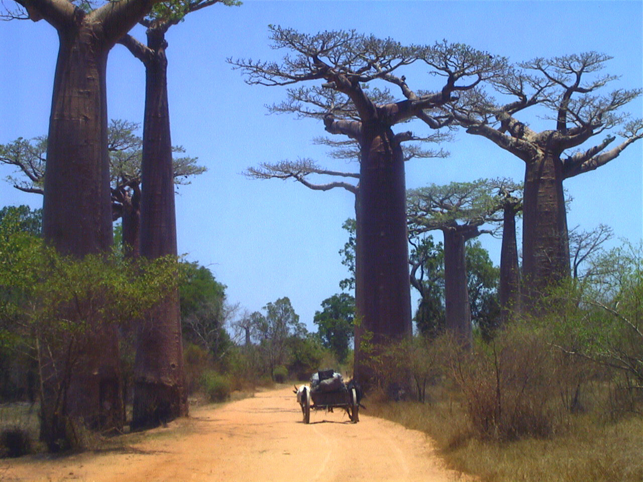 Picture Madagascar Morondava 1999-10 5 - History Morondava