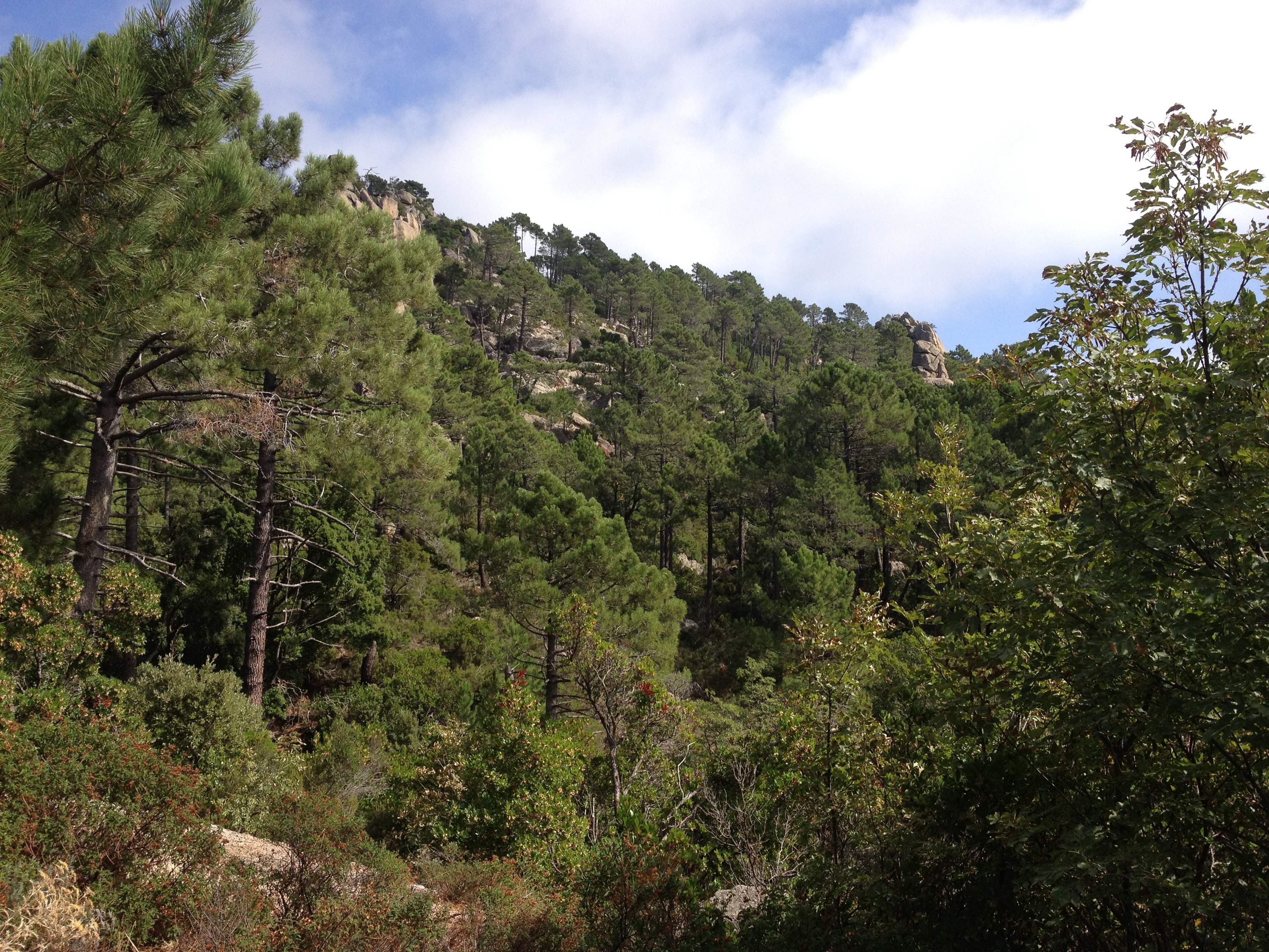 Picture France Corsica L'ospedale Forest 2012-09 15 - Around L'ospedale Forest