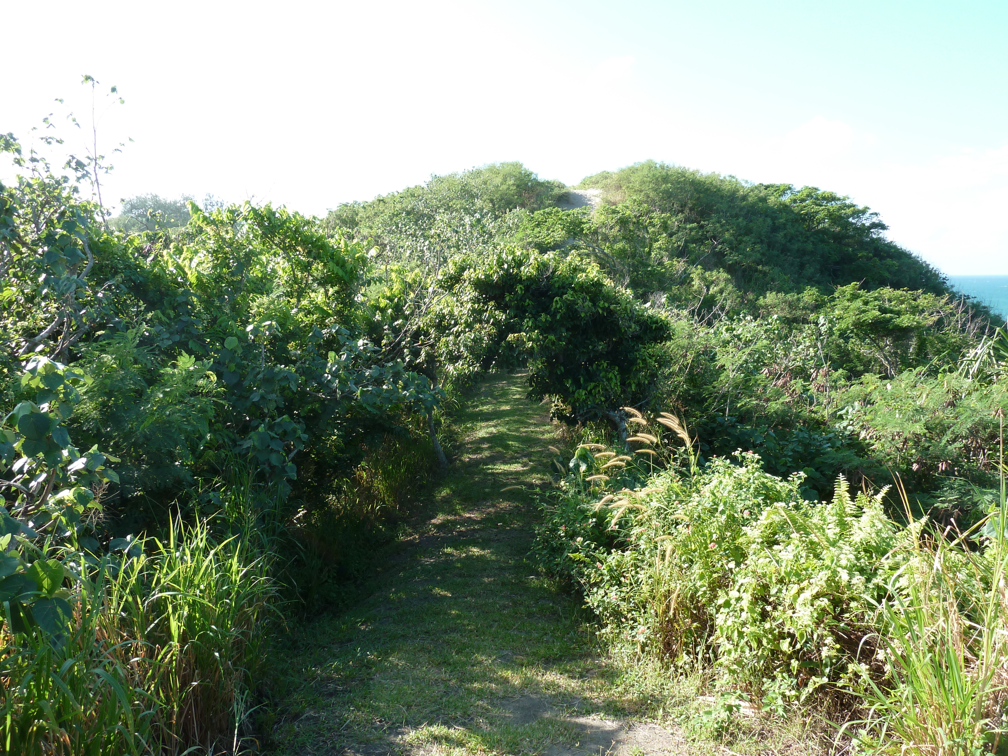 Picture Fiji Sigatoka sand dunes national park 2010-05 1 - Center Sigatoka sand dunes national park