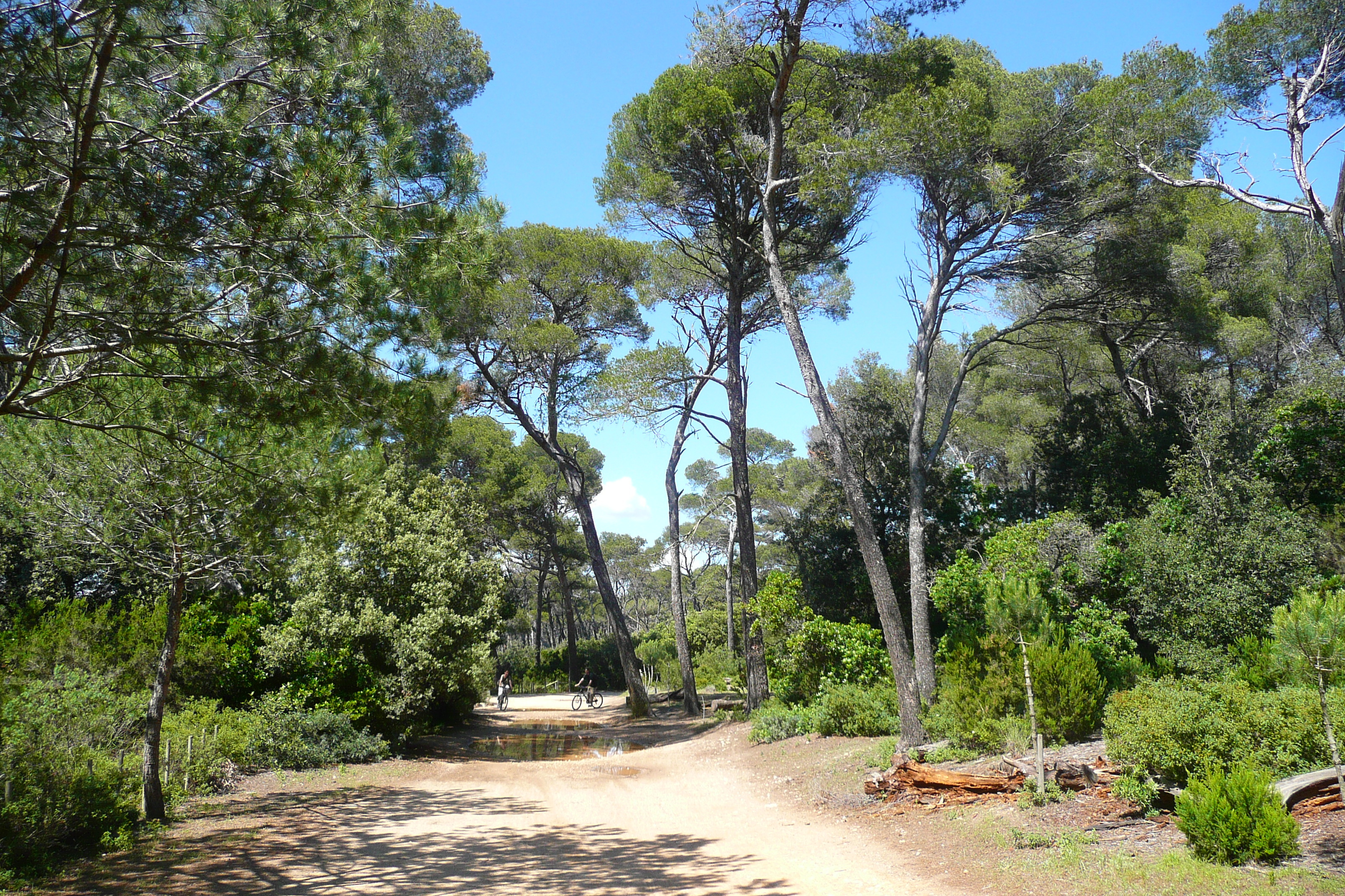 Picture France Porquerolles Island Plaine de la courtade 2008-05 38 - Recreation Plaine de la courtade