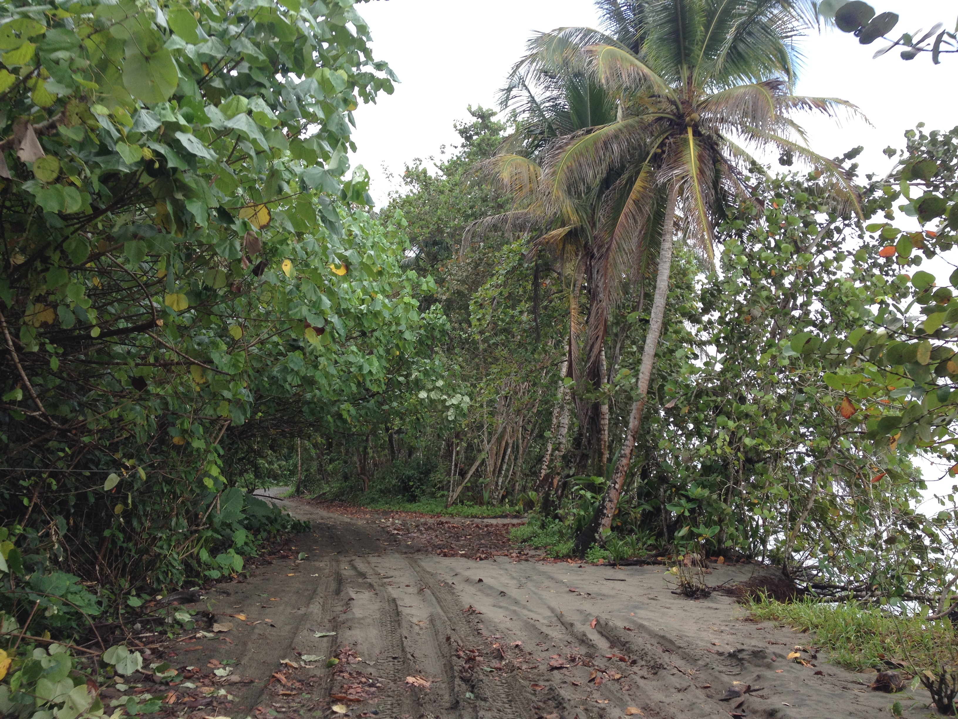 Picture Costa Rica Cahuita 2015-03 202 - Journey Cahuita