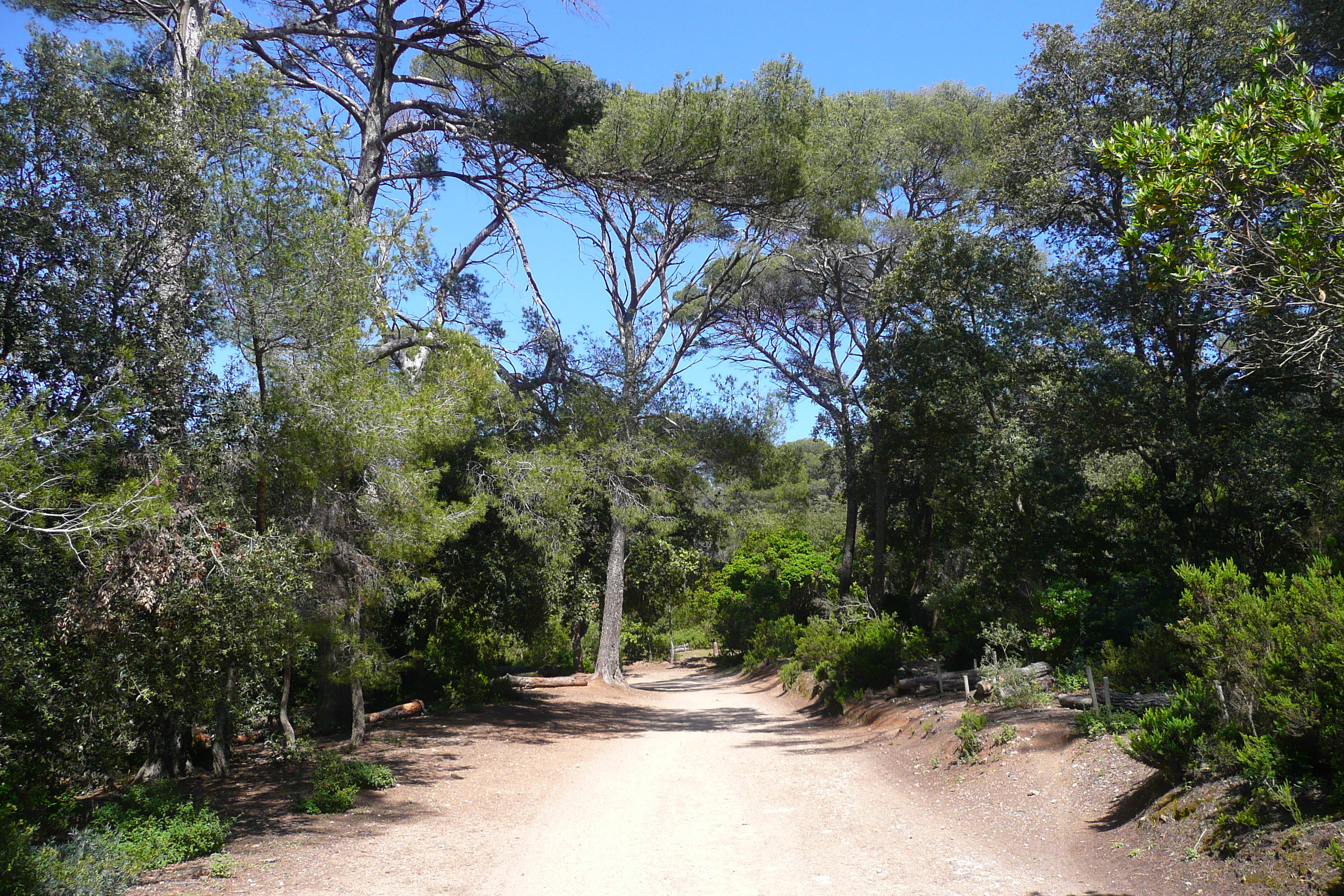 Picture France Porquerolles Island Plaine de la courtade 2008-05 37 - Discovery Plaine de la courtade