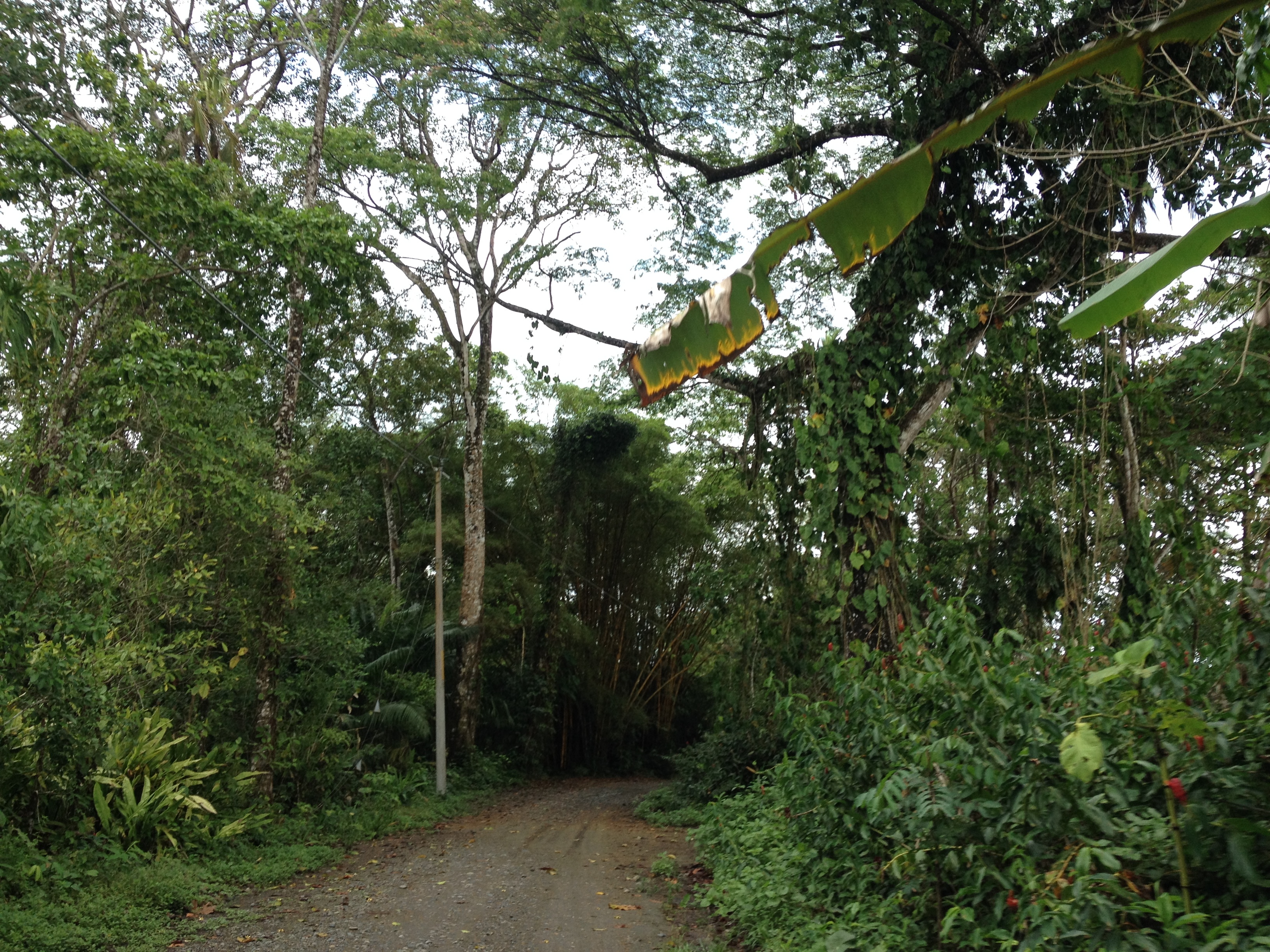 Picture Costa Rica Cahuita 2015-03 87 - Discovery Cahuita