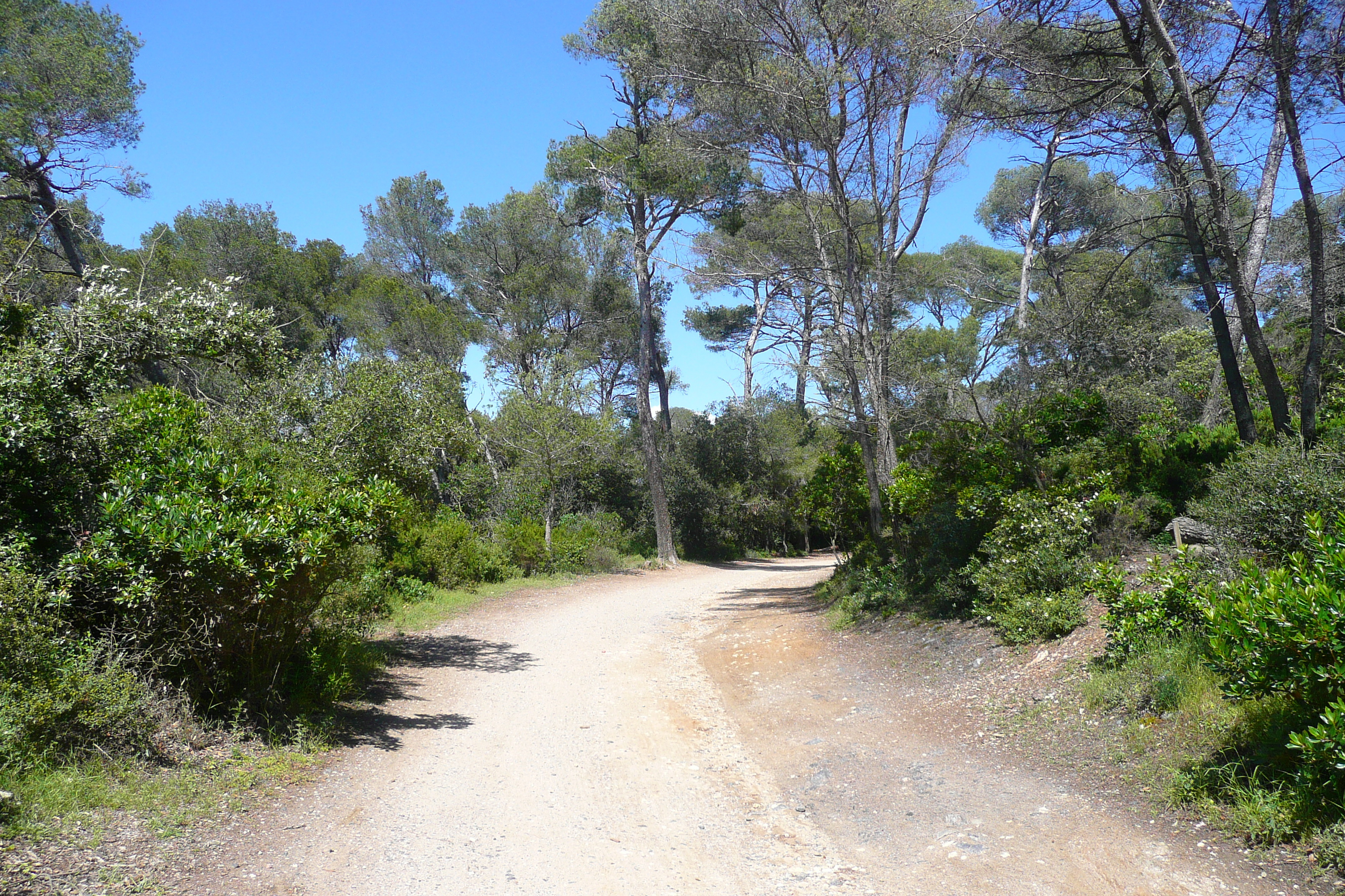 Picture France Porquerolles Island Plaine de la courtade 2008-05 20 - Journey Plaine de la courtade