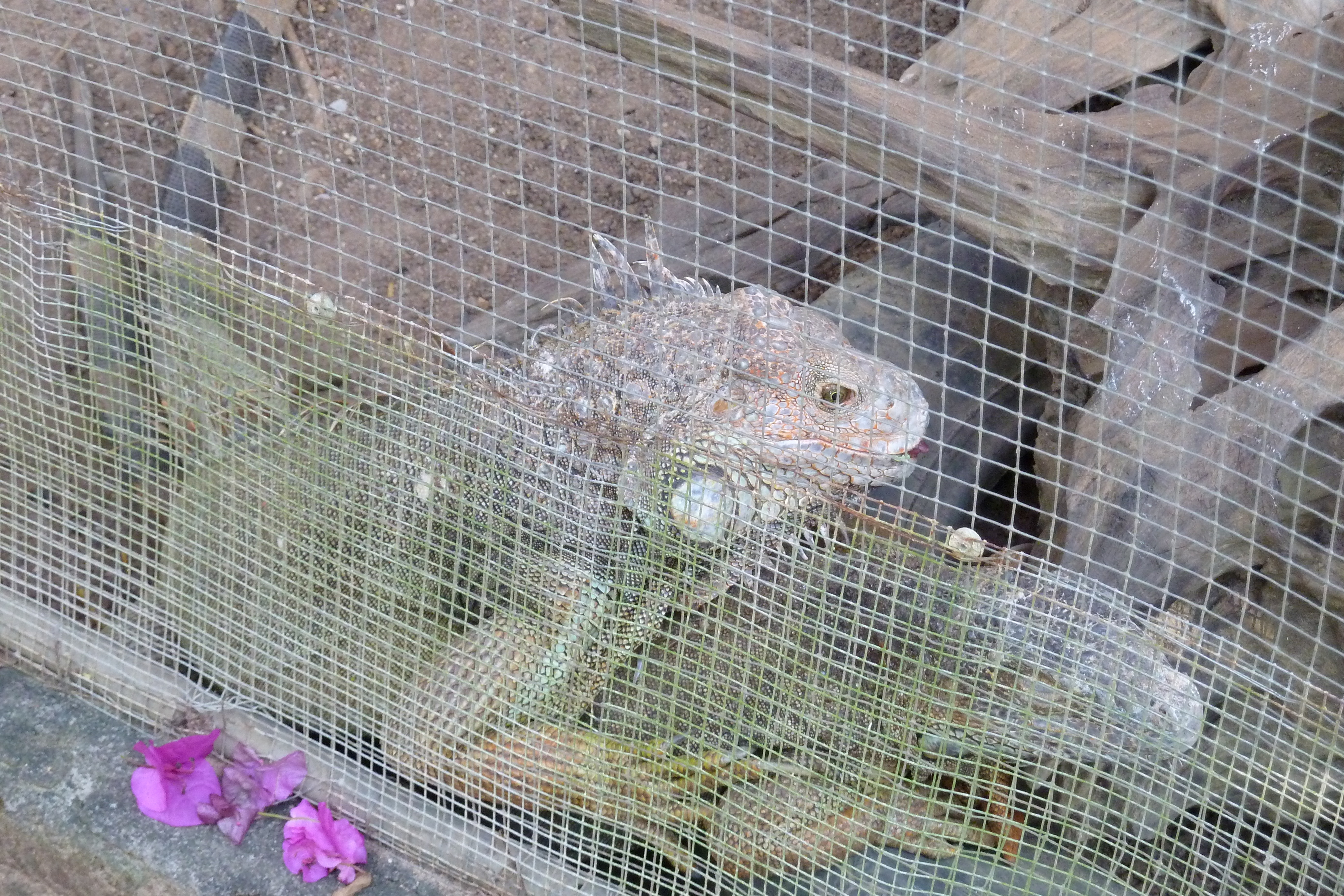 Picture Thailand Chiang Mai Mae Sa Snake Farm 2010-12 8 - Tours Mae Sa Snake Farm