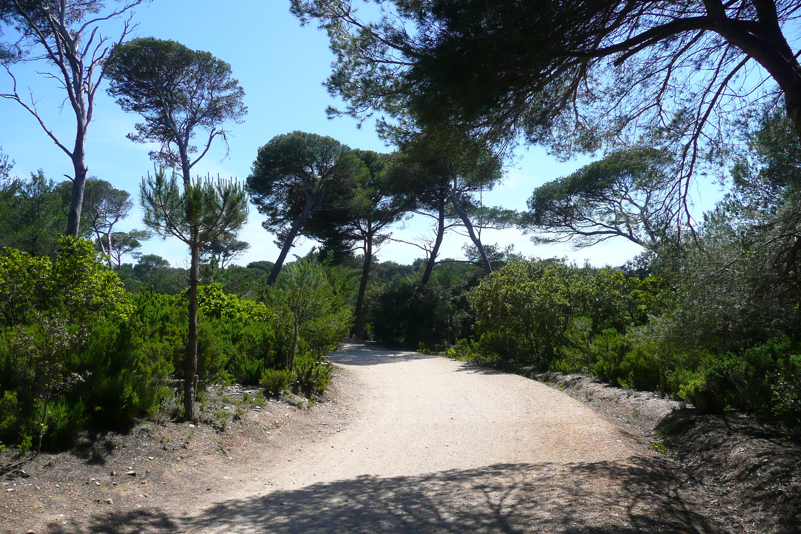 Picture France Porquerolles Island Plaine de la courtade 2008-05 1 - Tours Plaine de la courtade