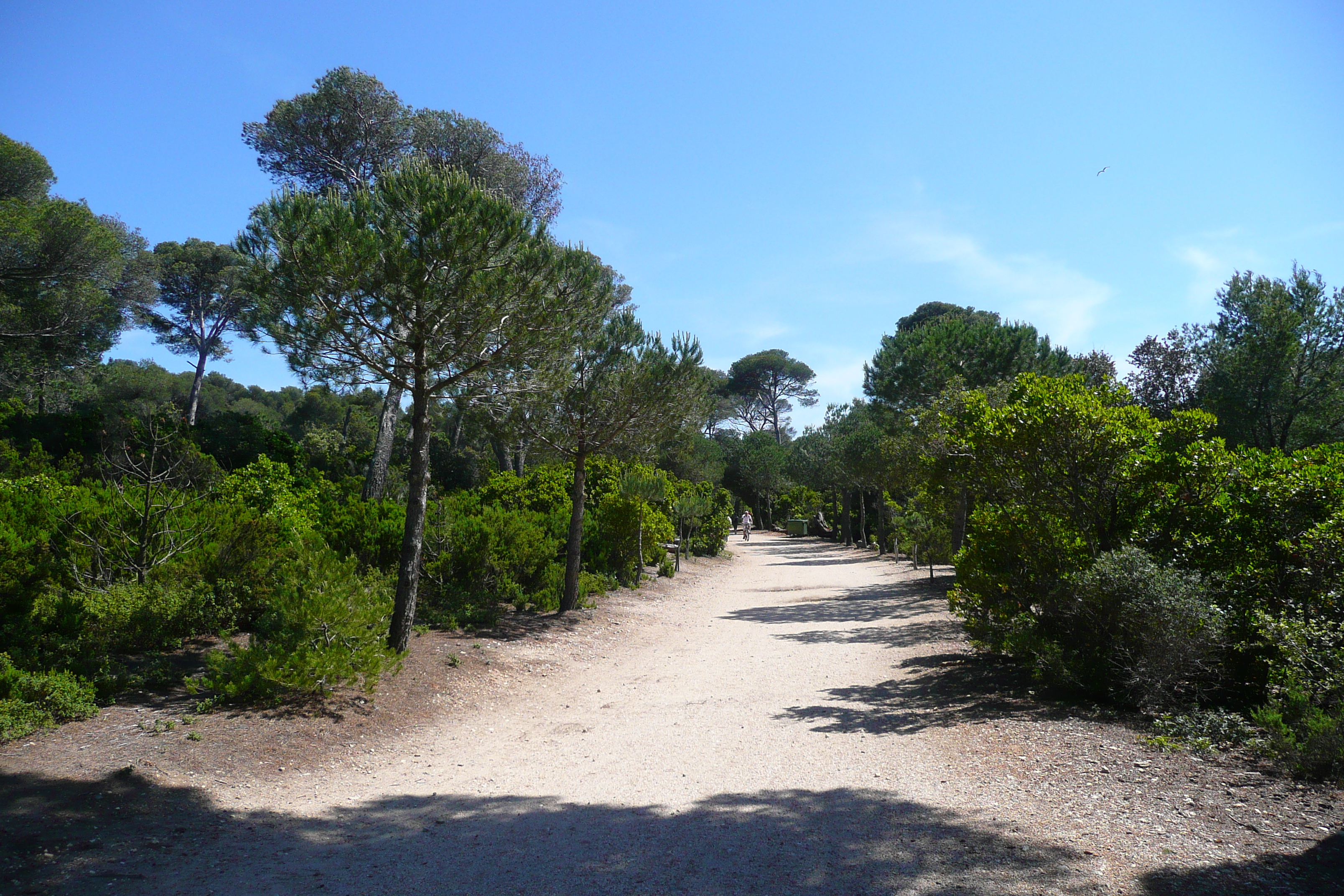 Picture France Porquerolles Island Plaine de la courtade 2008-05 2 - Around Plaine de la courtade