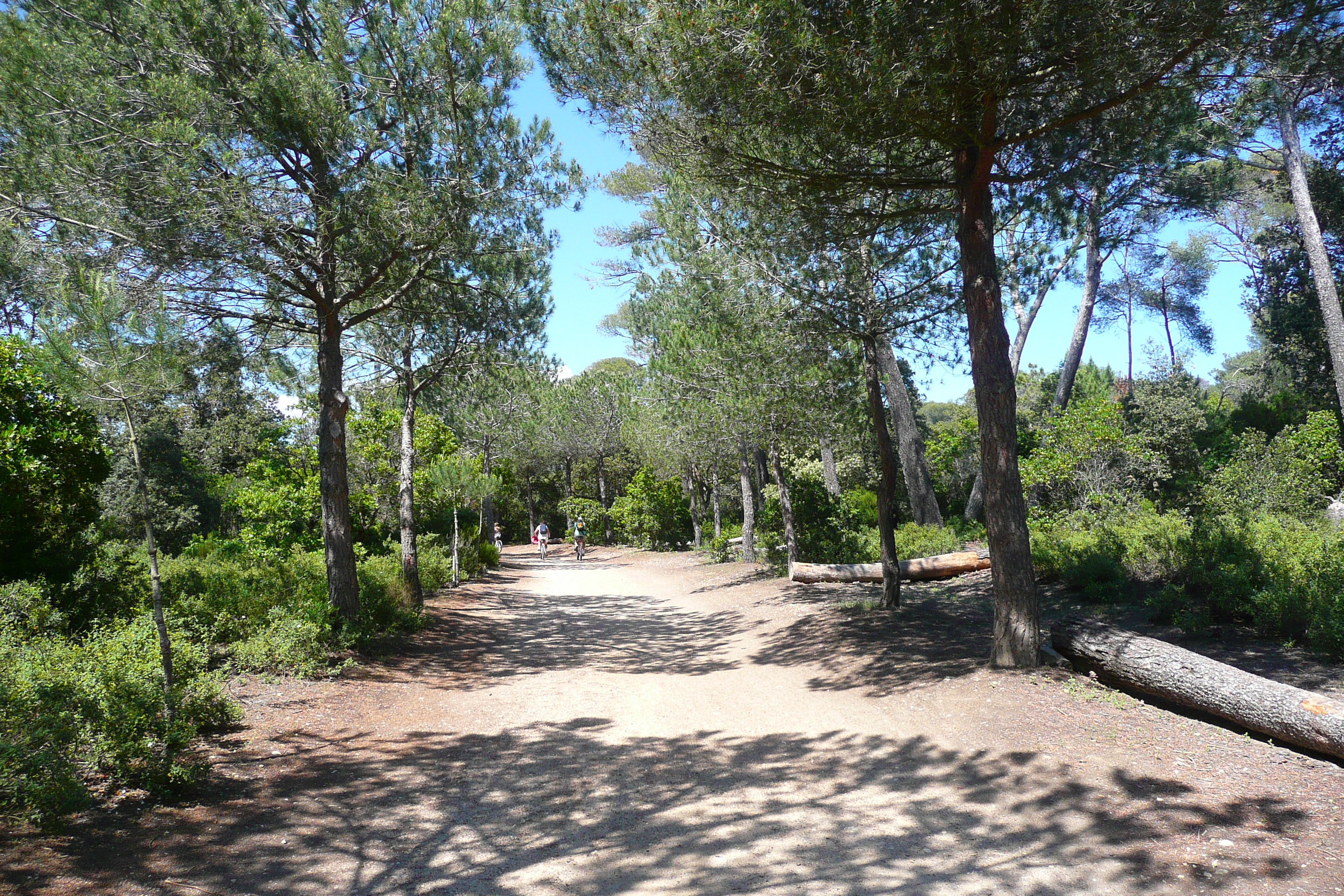 Picture France Porquerolles Island Plaine de la courtade 2008-05 4 - Around Plaine de la courtade