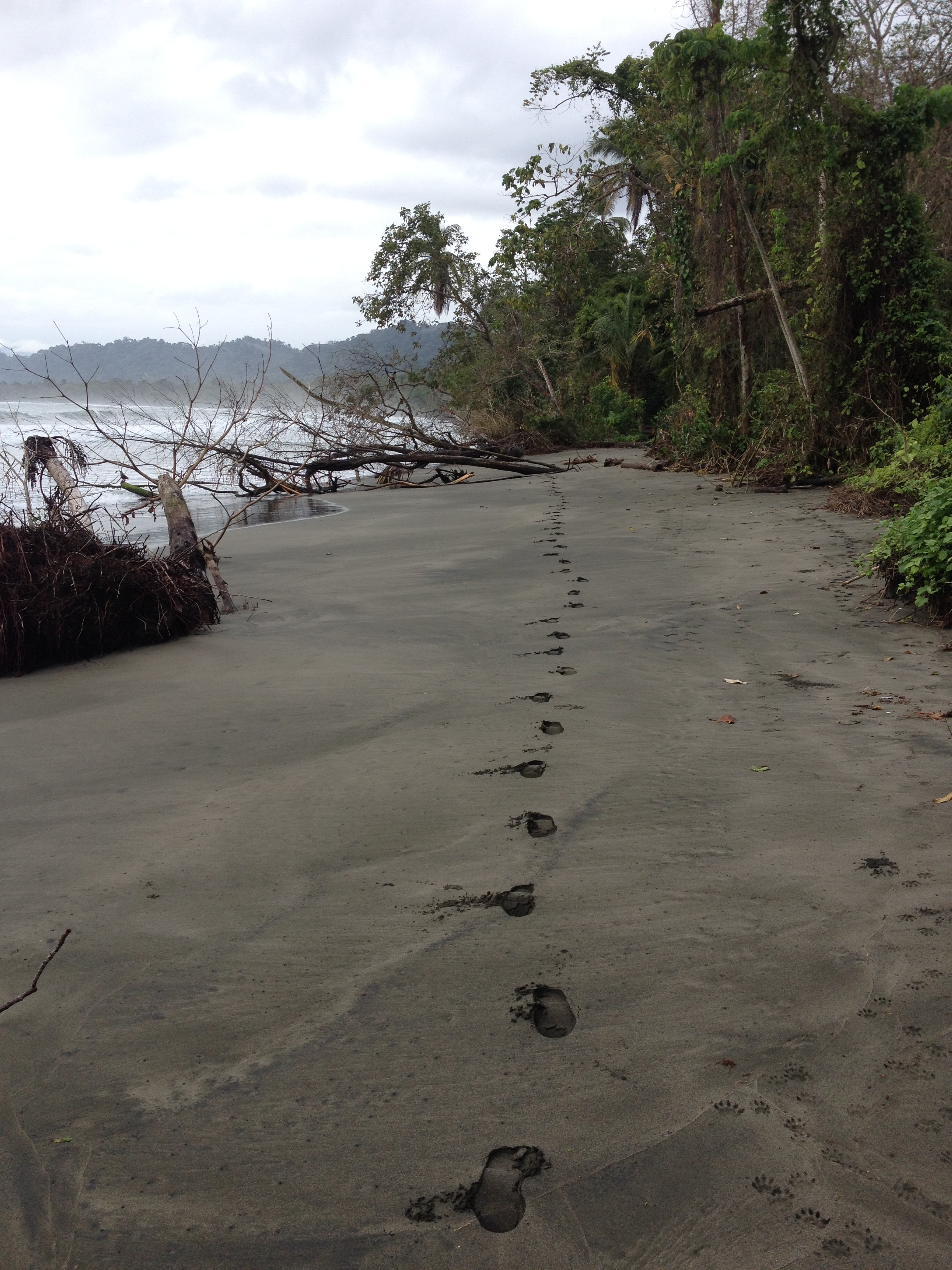 Picture Costa Rica Cahuita 2015-03 144 - Center Cahuita