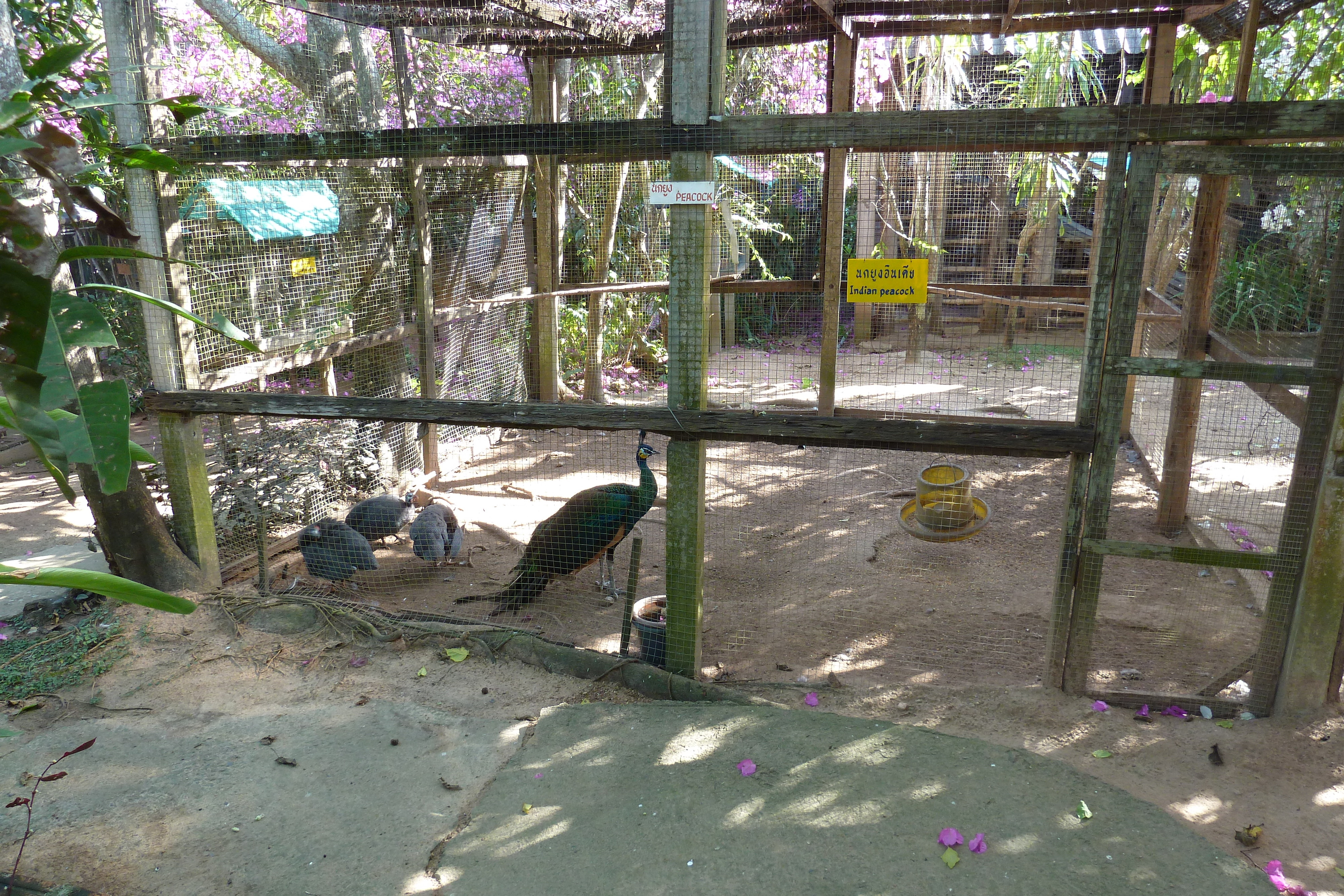 Picture Thailand Chiang Mai Mae Sa Snake Farm 2010-12 24 - Journey Mae Sa Snake Farm