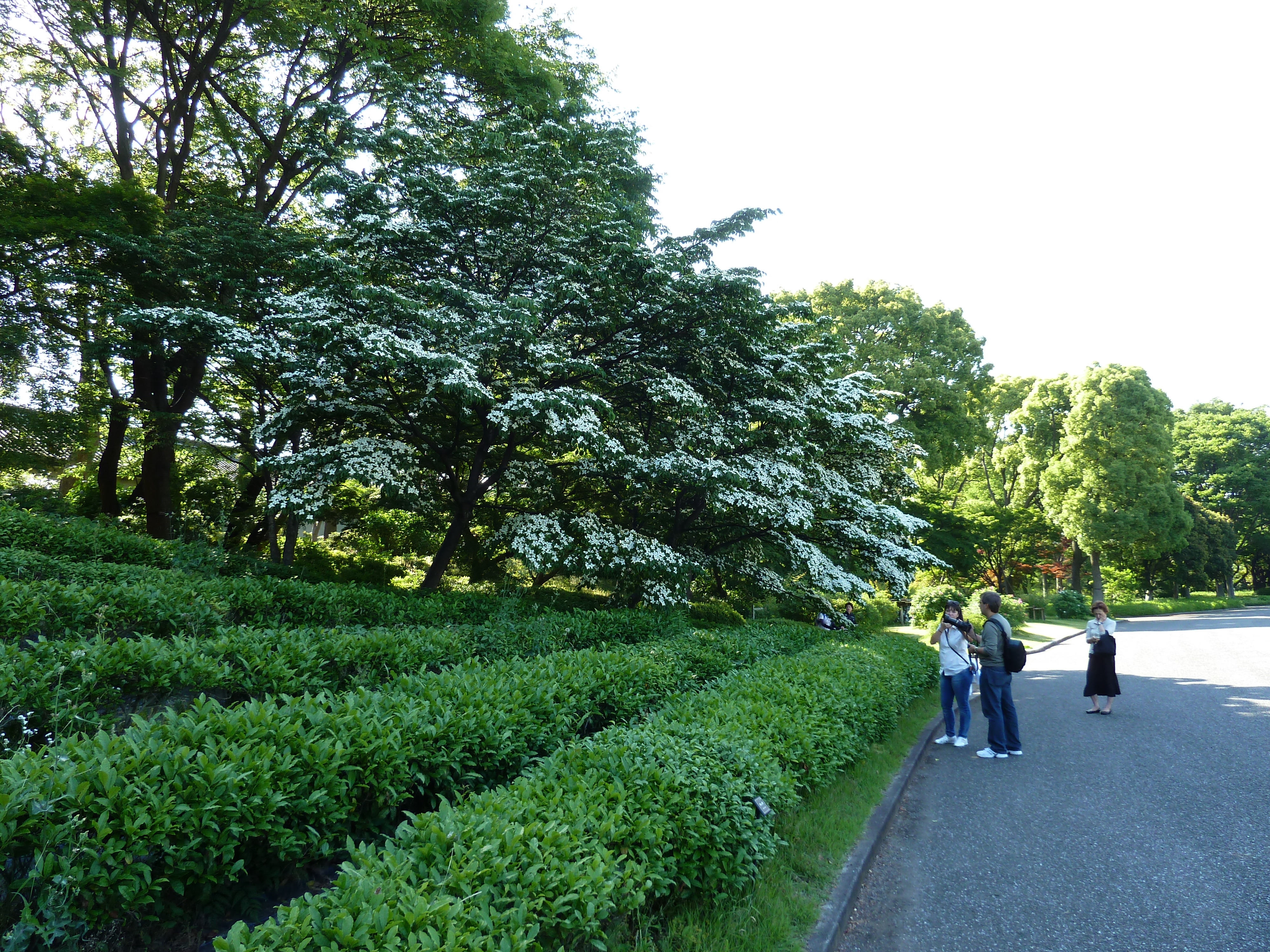 Picture Japan Tokyo Imperial Palace 2010-06 102 - Center Imperial Palace