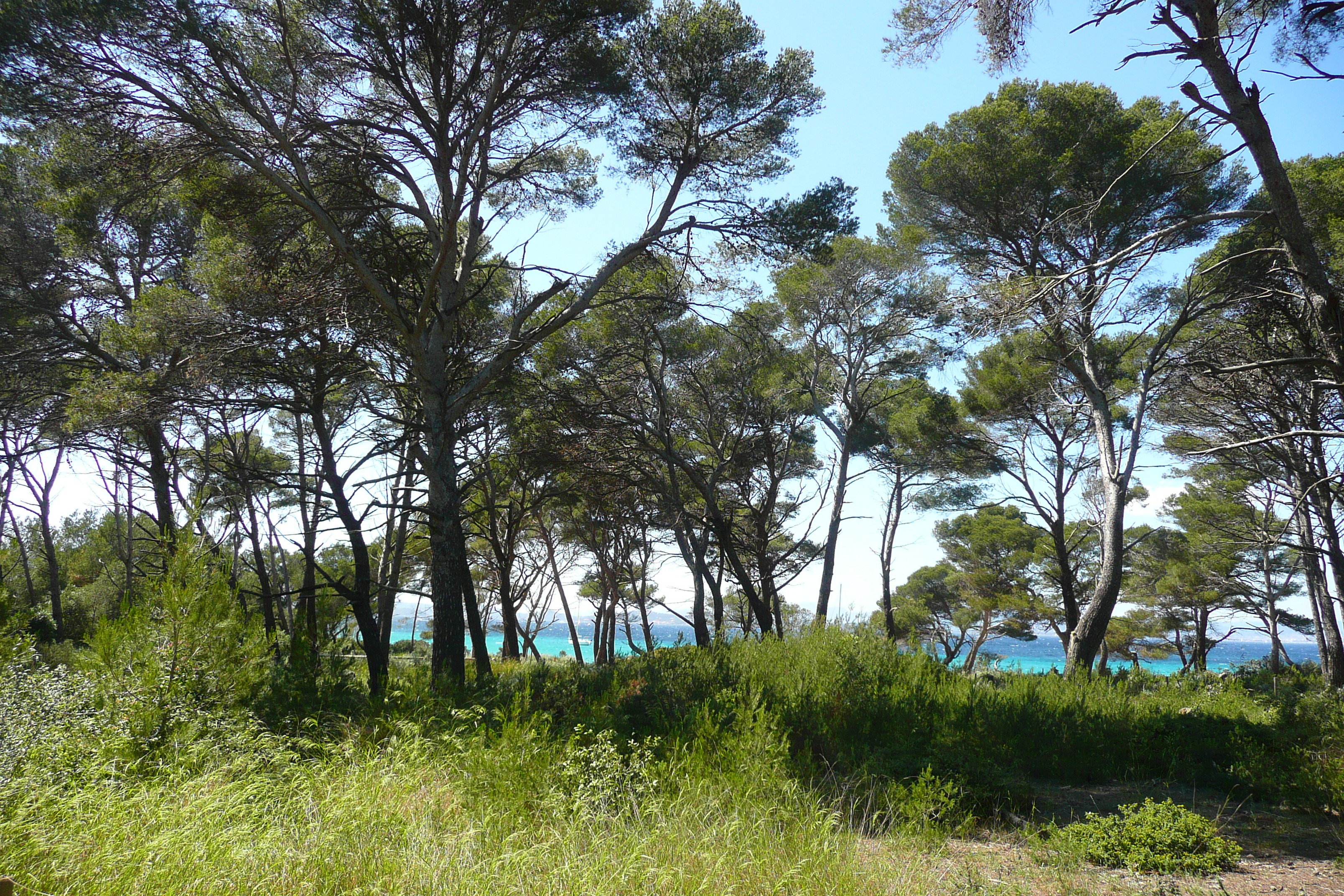 Picture France Porquerolles Island Plaine de la courtade 2008-05 10 - Tour Plaine de la courtade