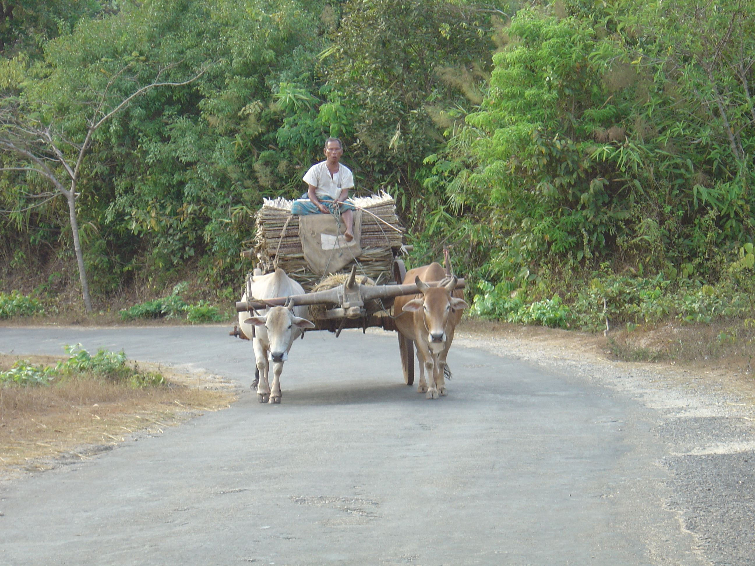 Picture Myanmar Road from Dawei to Maungmagan beach 2005-01 39 - History Road from Dawei to Maungmagan beach