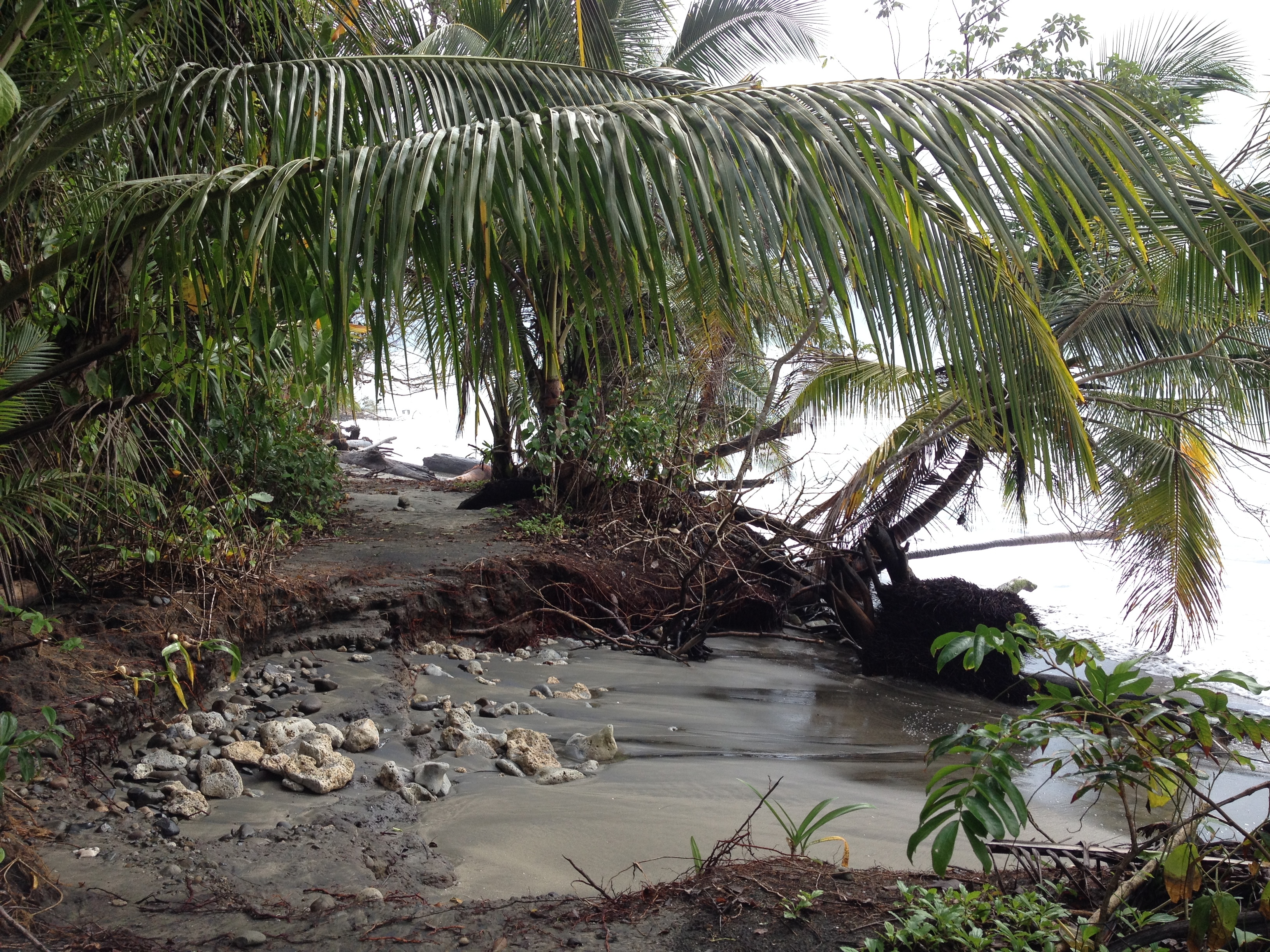 Picture Costa Rica Cahuita 2015-03 106 - Around Cahuita