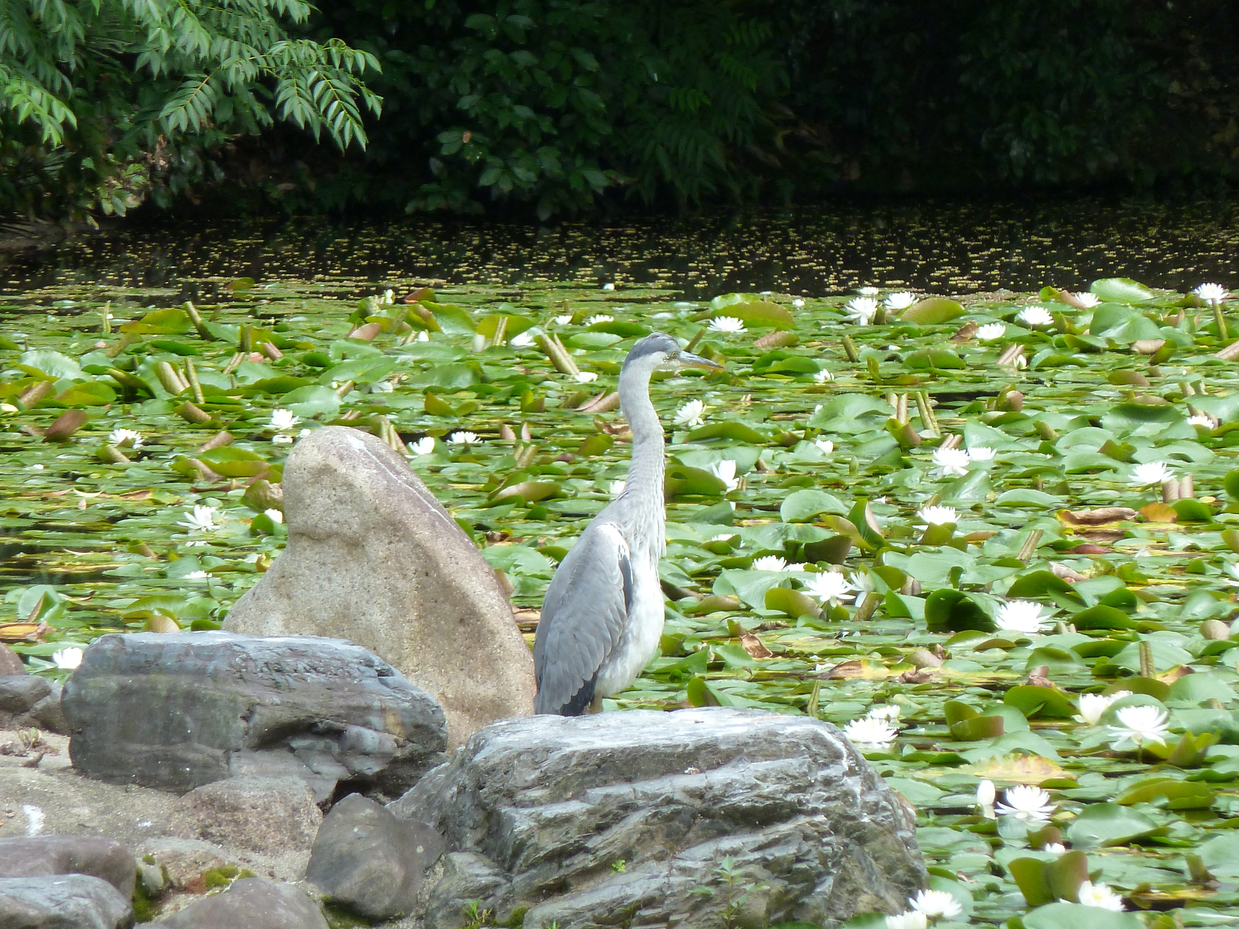 Picture Japan Kyoto Shosei en Garden 2010-06 0 - Around Shosei en Garden