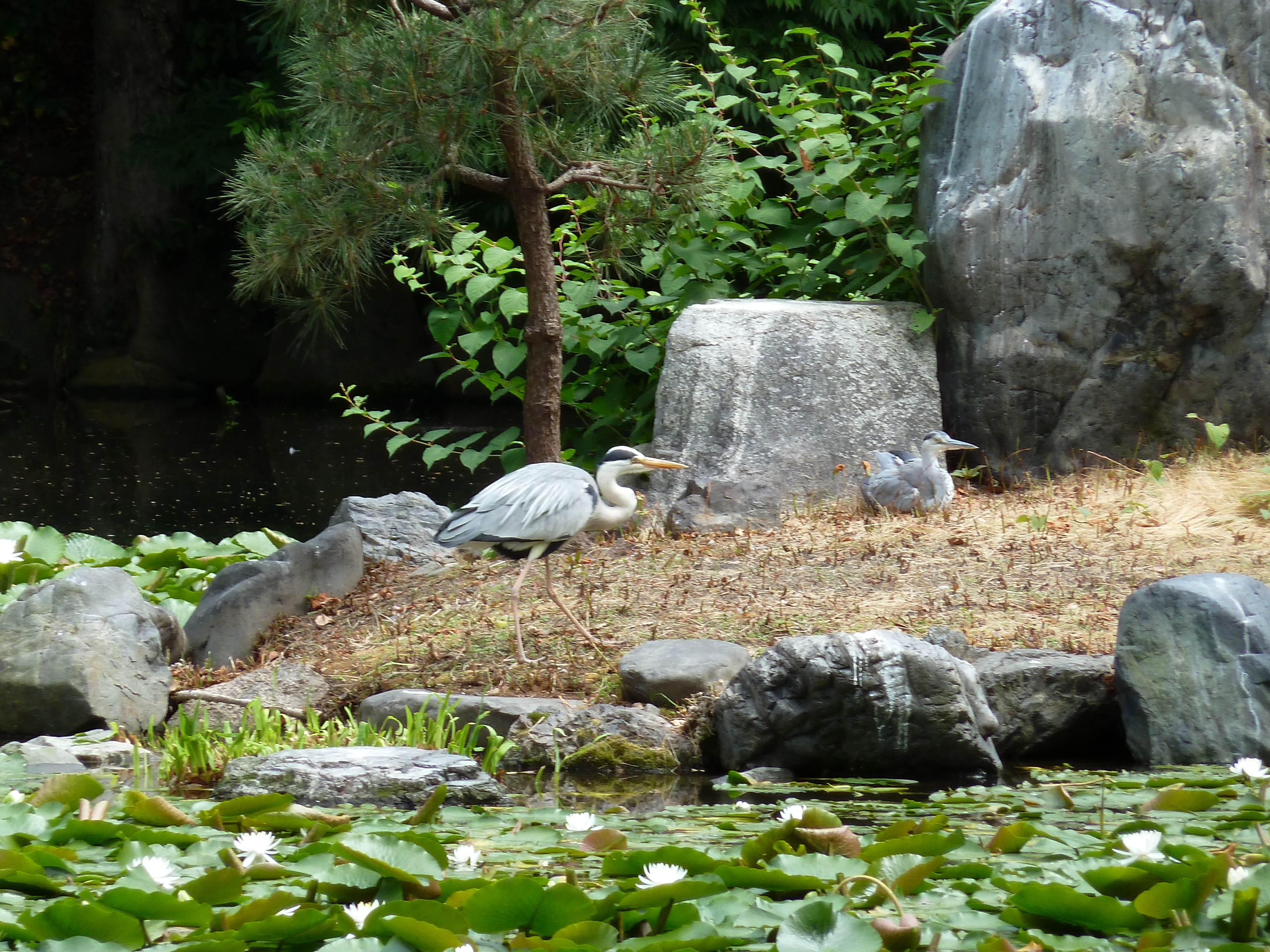 Picture Japan Kyoto Shosei en Garden 2010-06 5 - Tour Shosei en Garden