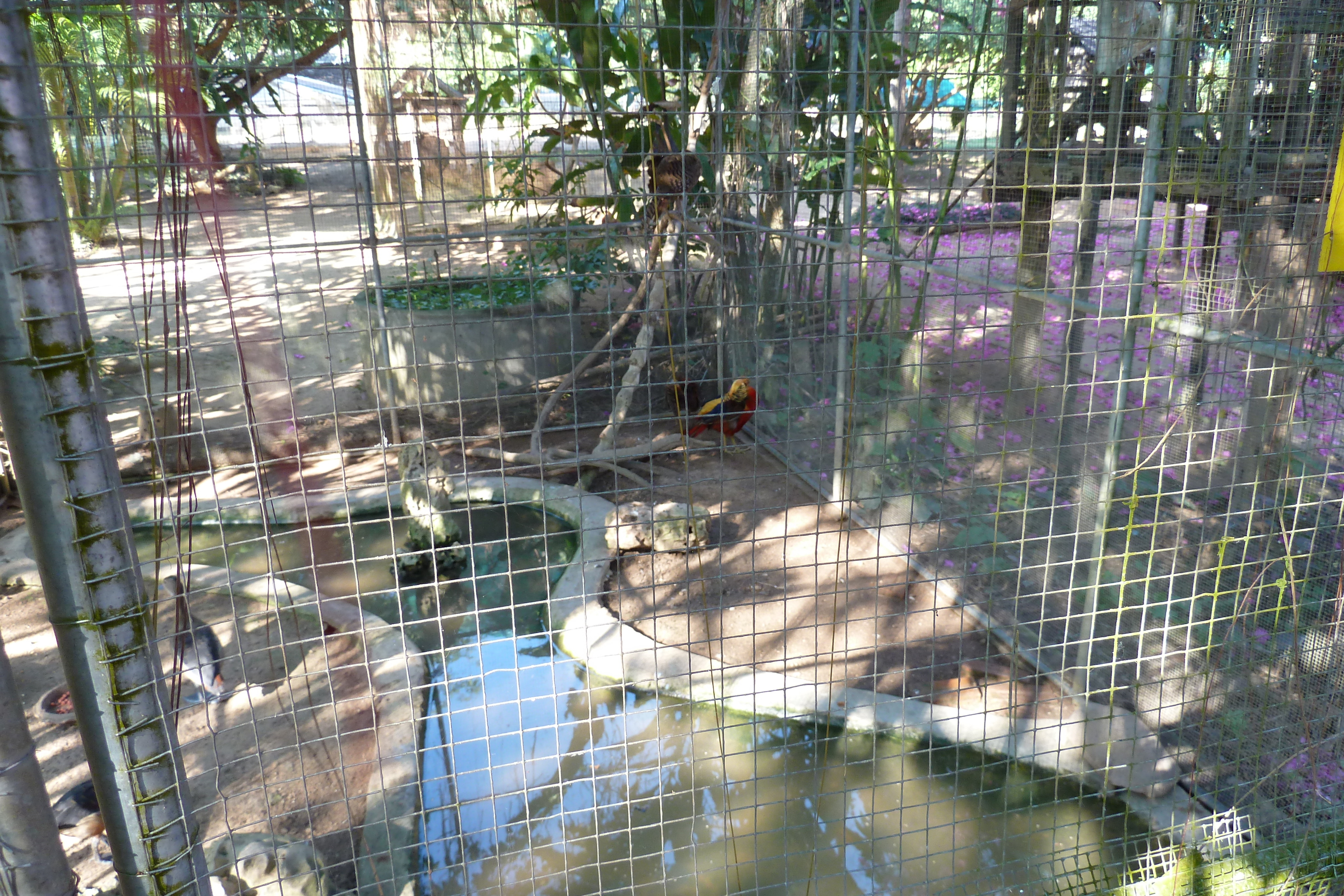 Picture Thailand Chiang Mai Mae Sa Snake Farm 2010-12 82 - Recreation Mae Sa Snake Farm