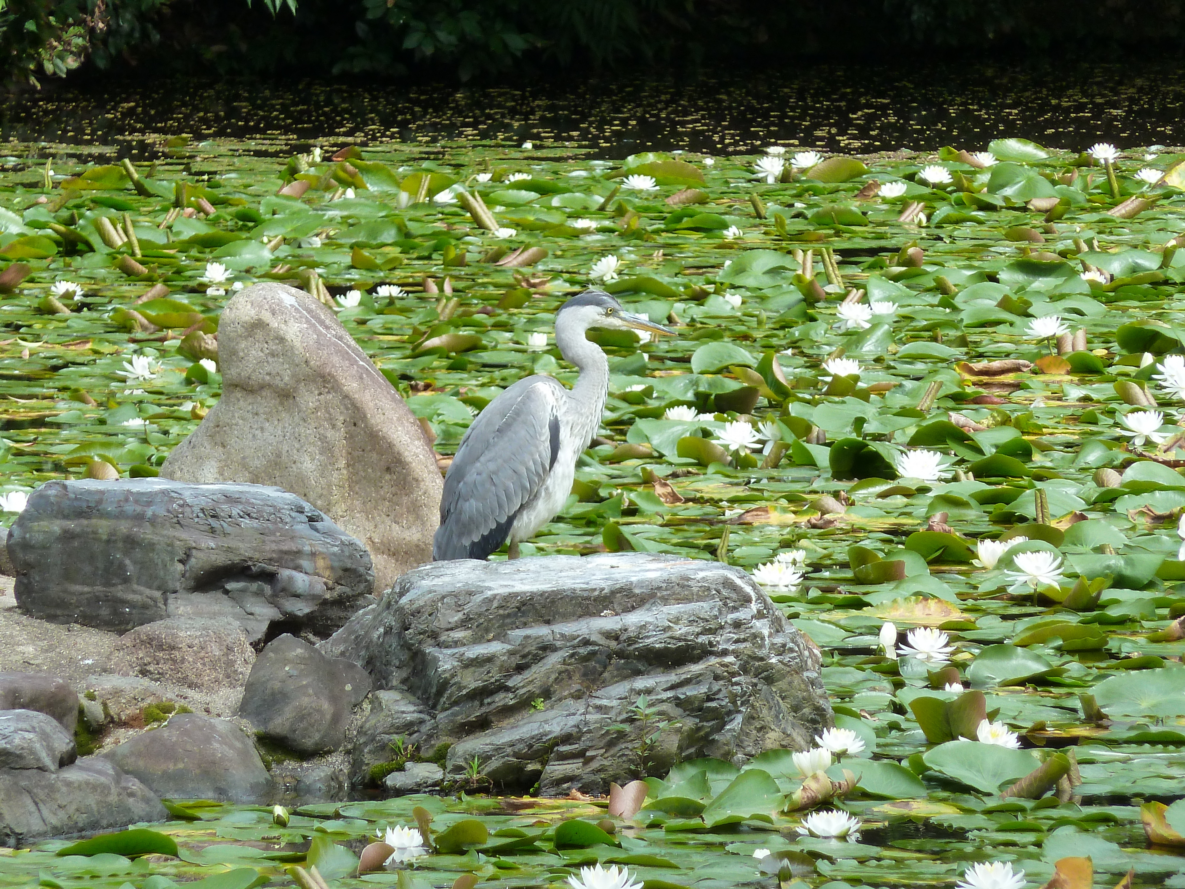 Picture Japan Kyoto Shosei en Garden 2010-06 40 - Center Shosei en Garden