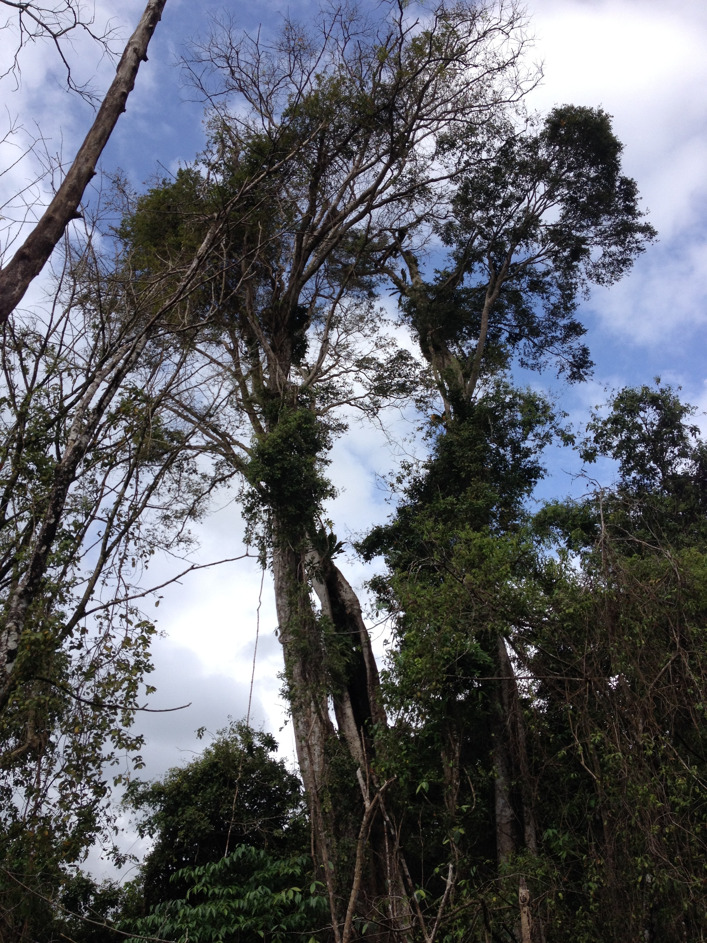 Picture Costa Rica Cahuita 2015-03 130 - Center Cahuita