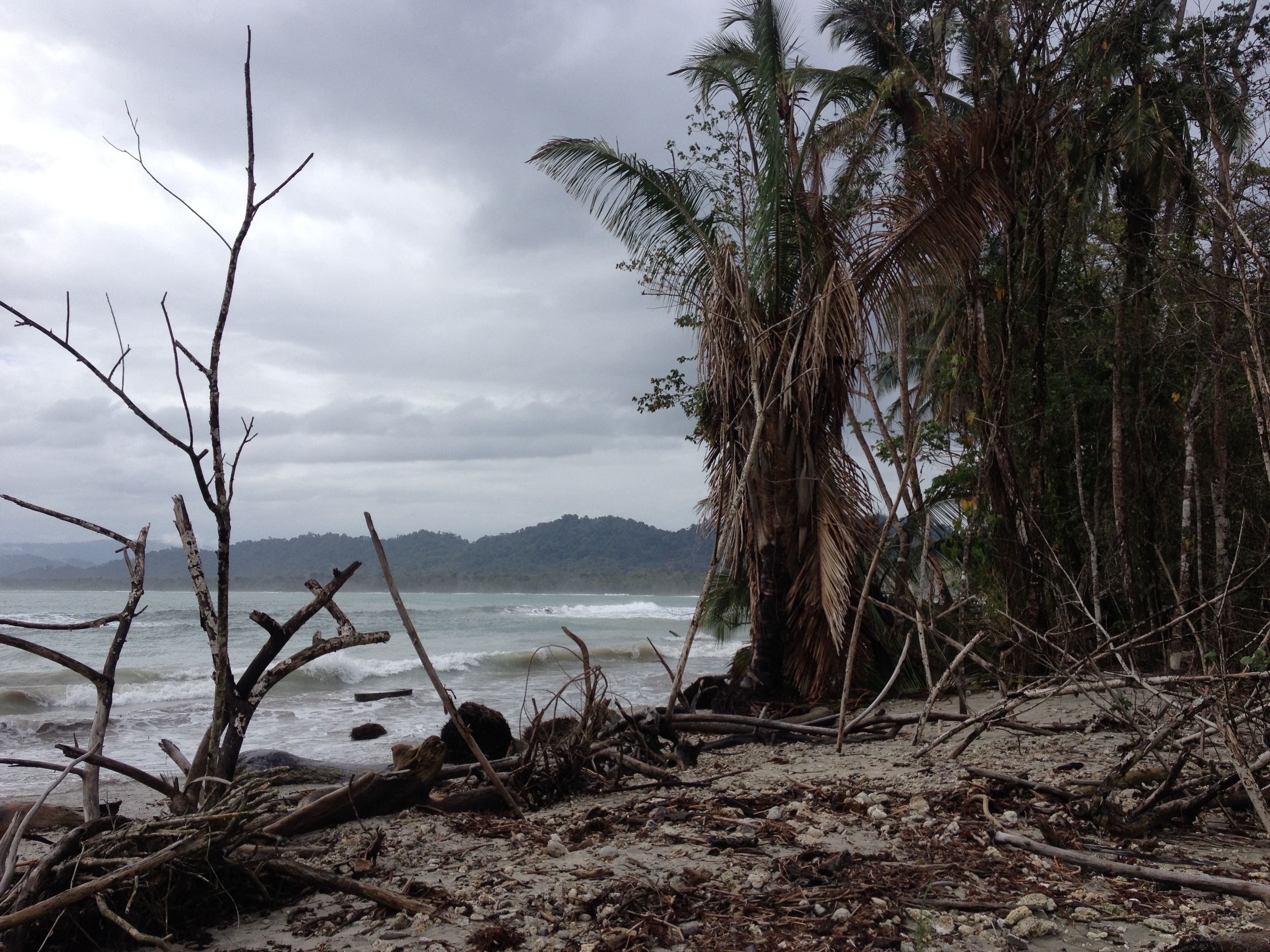 Picture Costa Rica Cahuita 2015-03 204 - Tours Cahuita