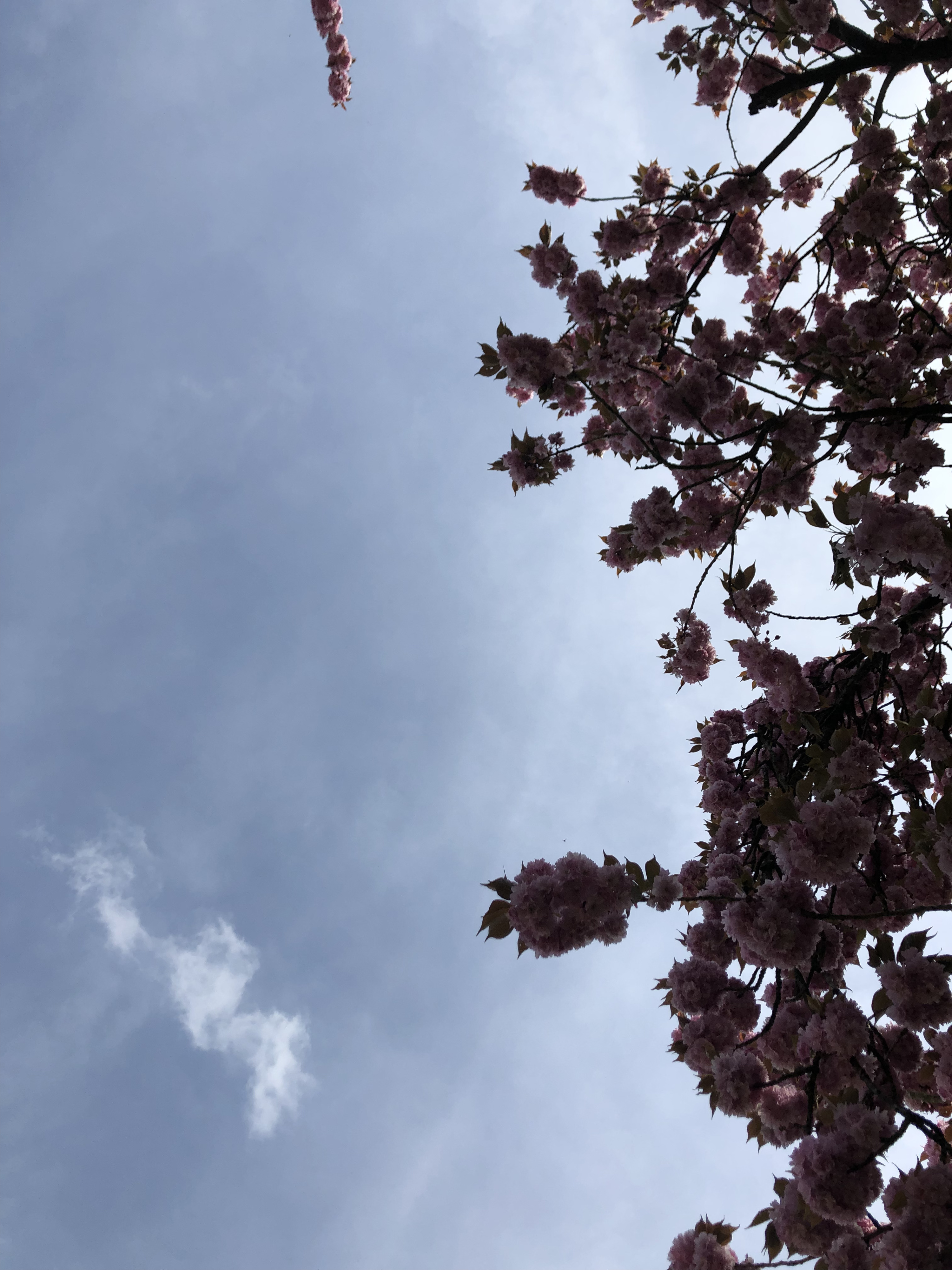 Picture France Parc de Sceaux 2019-04 45 - Discovery Parc de Sceaux