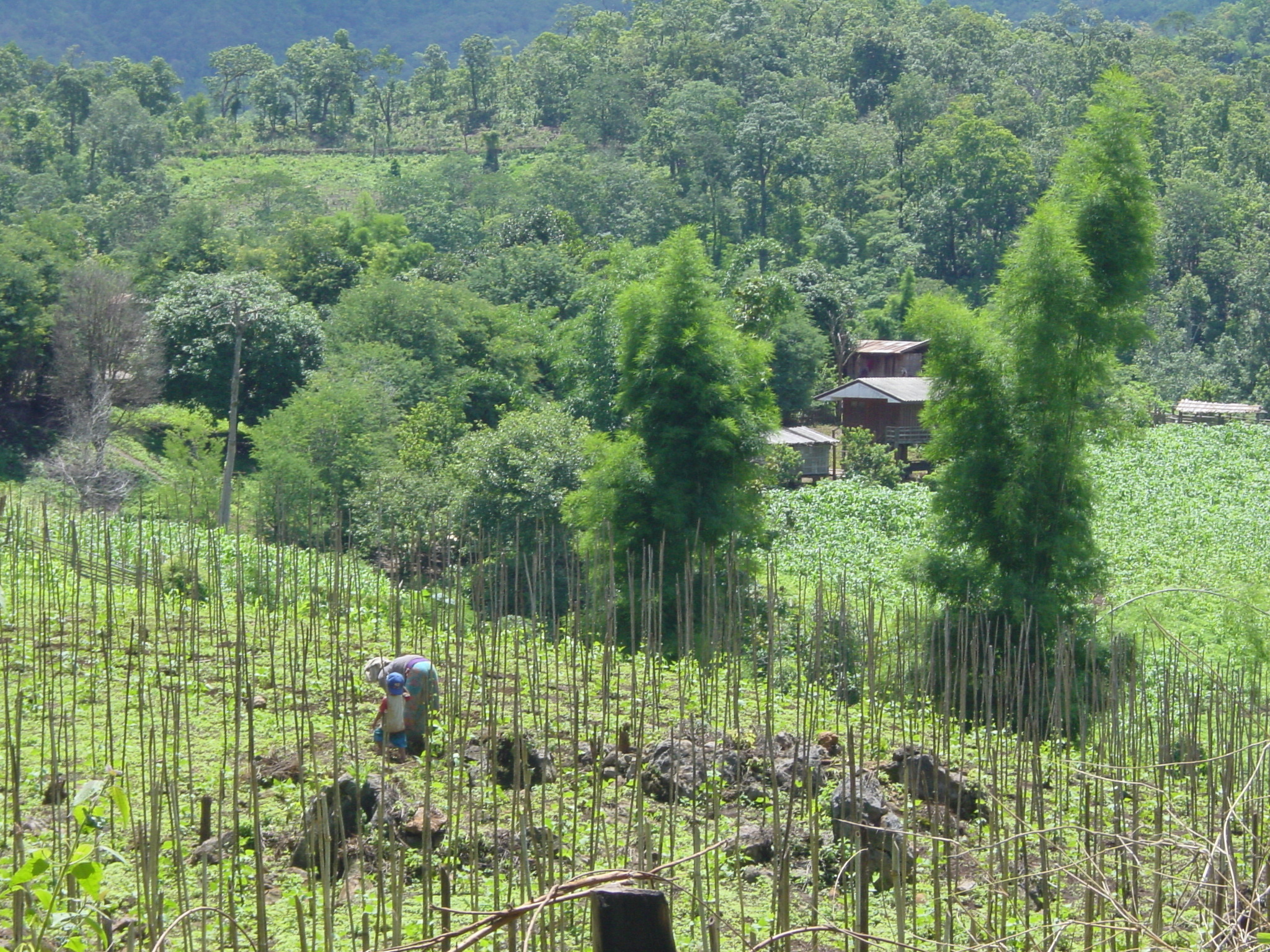 Picture Thailand Mae Hong Son 2003-07 98 - Around Mae Hong Son