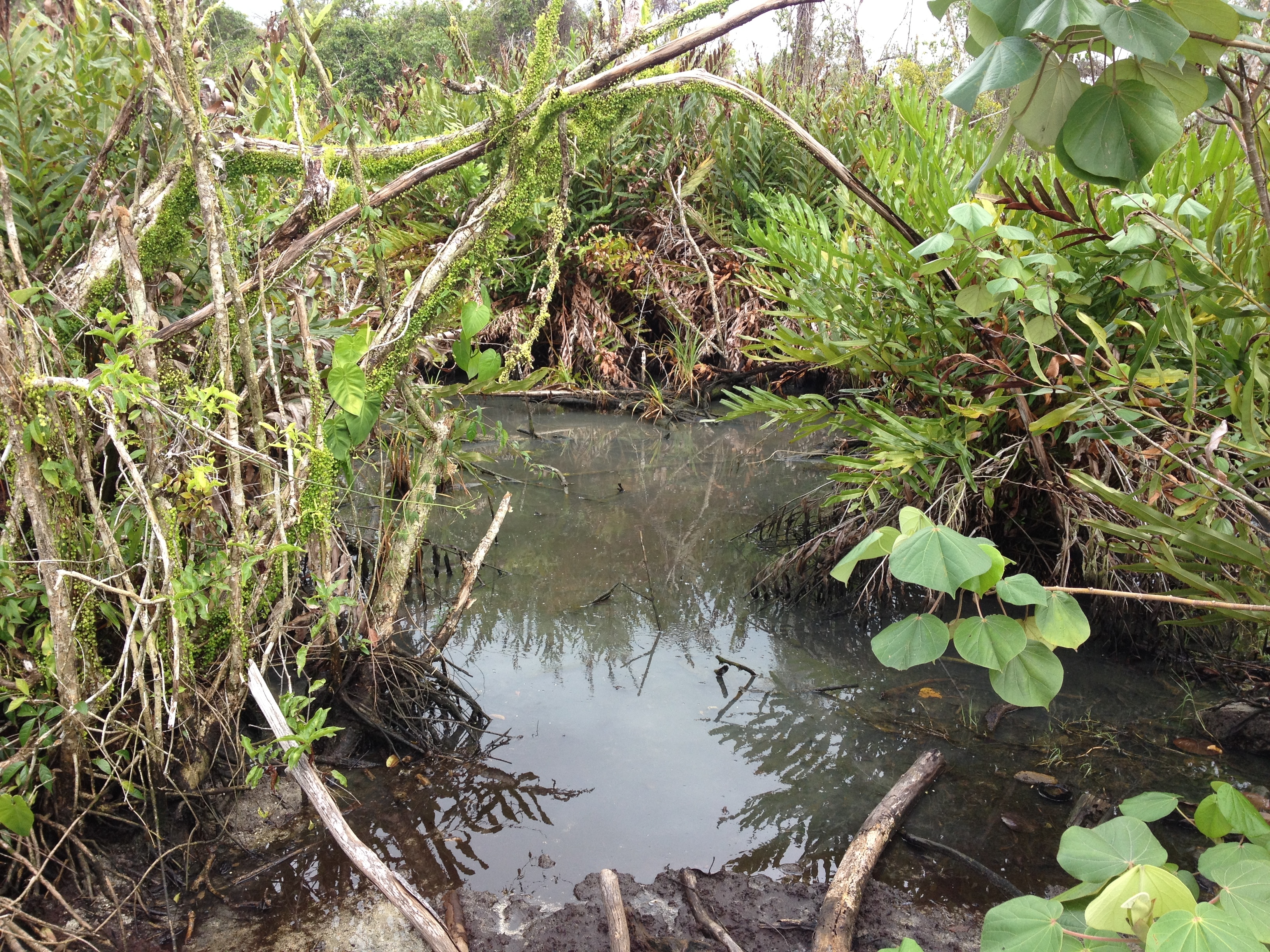 Picture Costa Rica Cahuita 2015-03 30 - Around Cahuita