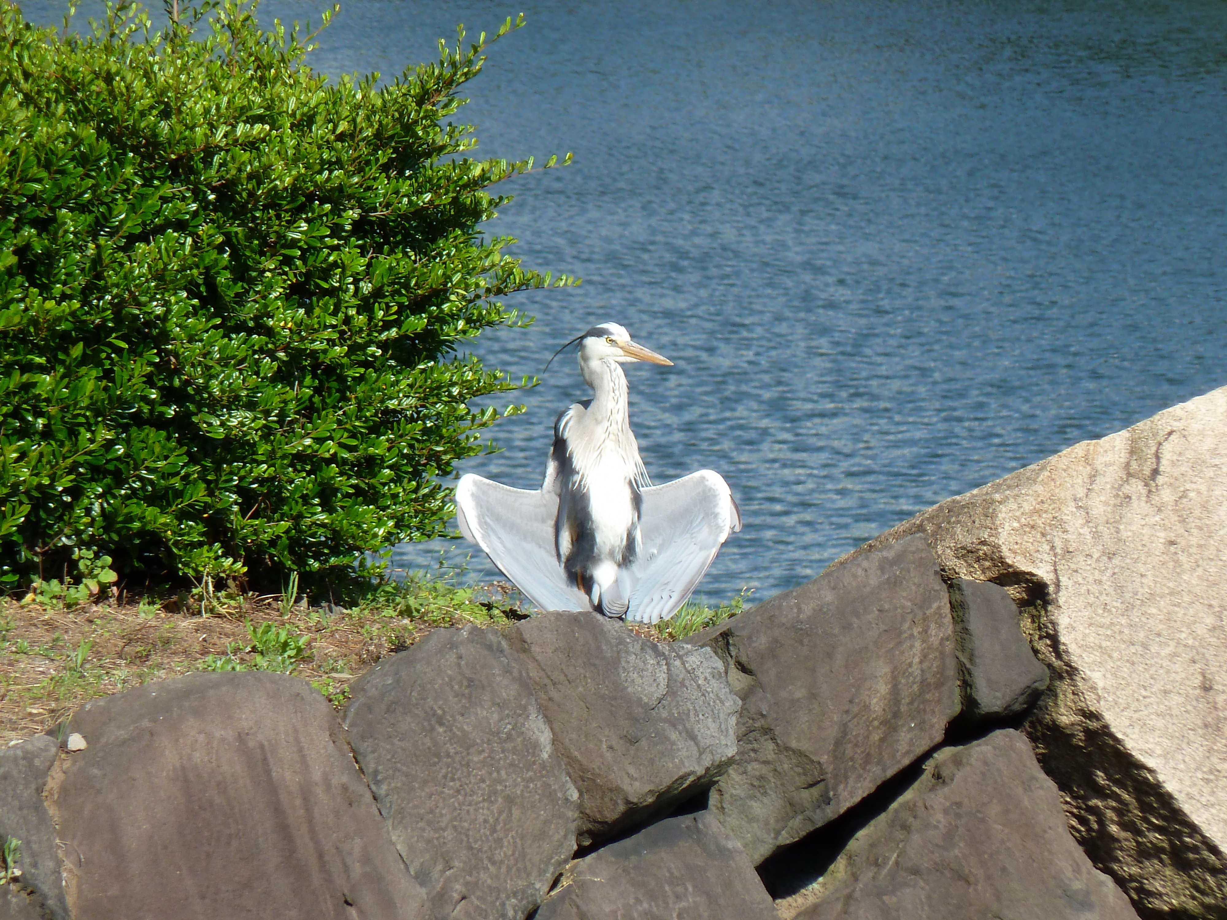 Picture Japan Tokyo Imperial Palace 2010-06 100 - History Imperial Palace