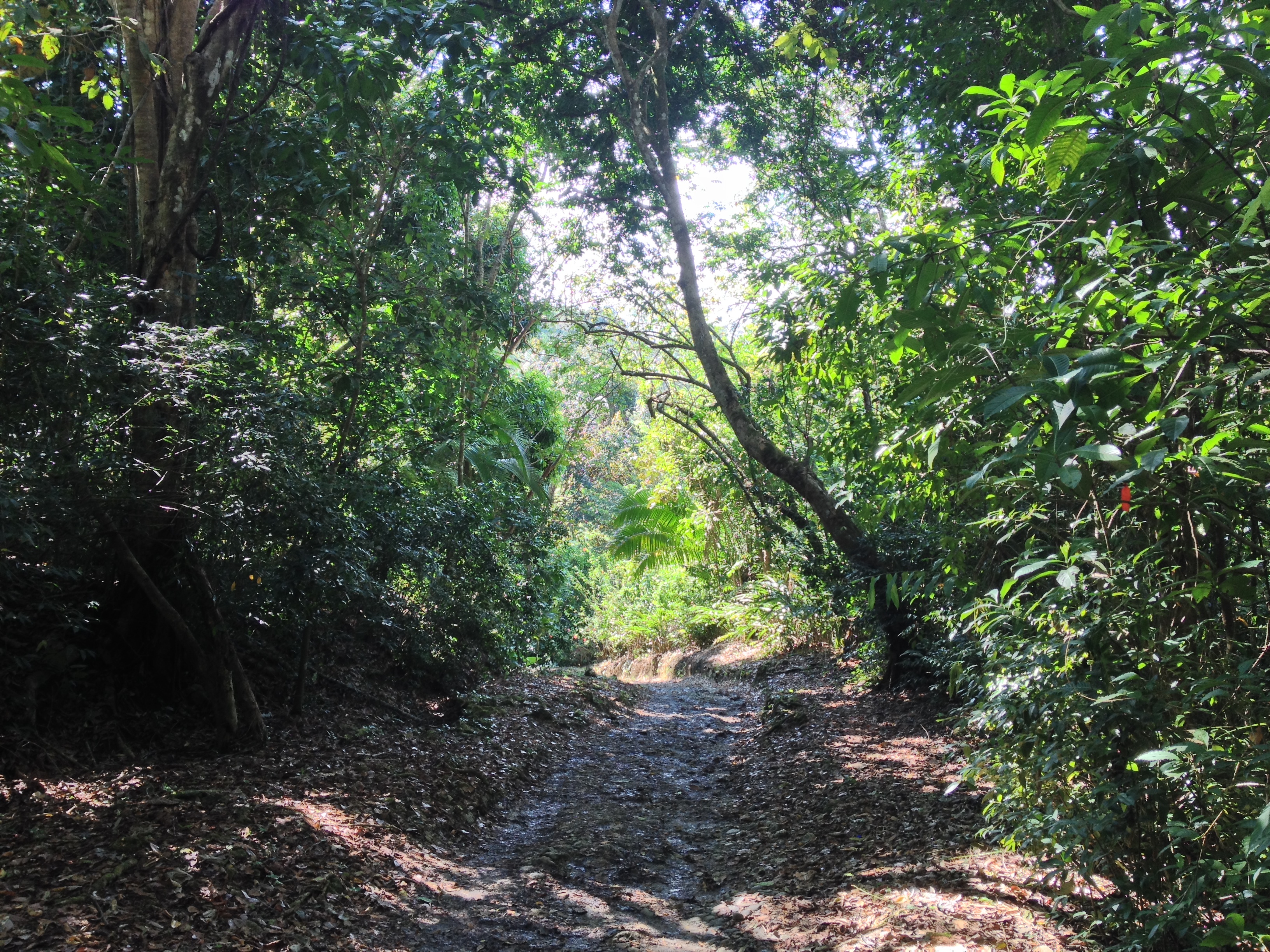 Picture Costa Rica Manuel Antonio 2015-03 93 - Around Manuel Antonio