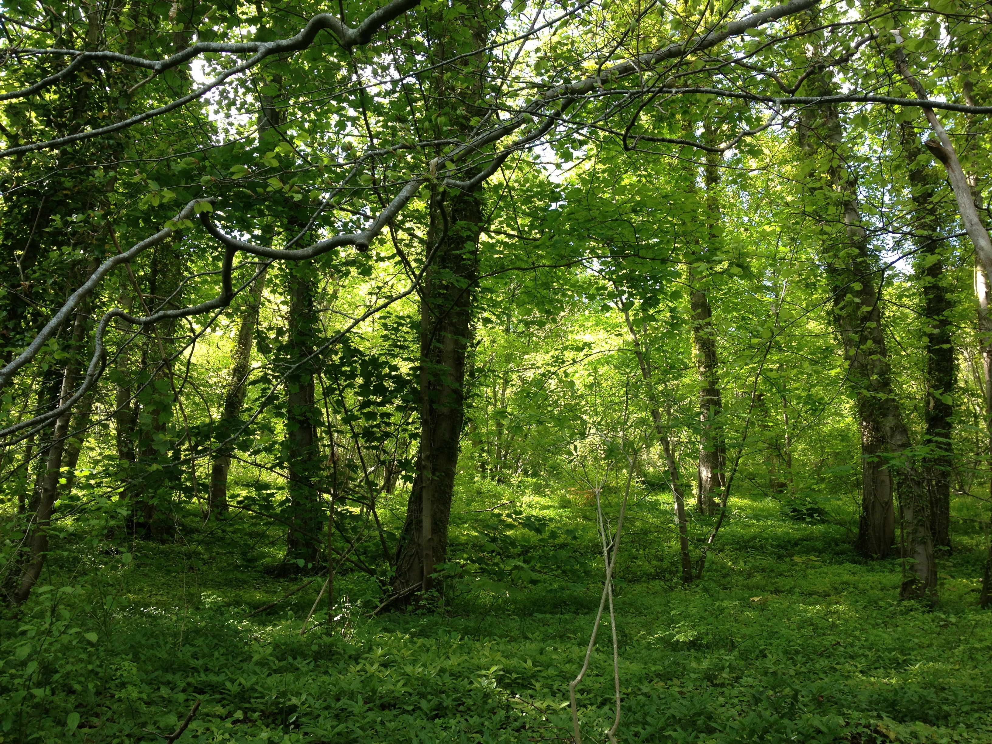 Picture France Lyons La Foret 2014-05 59 - History Lyons La Foret