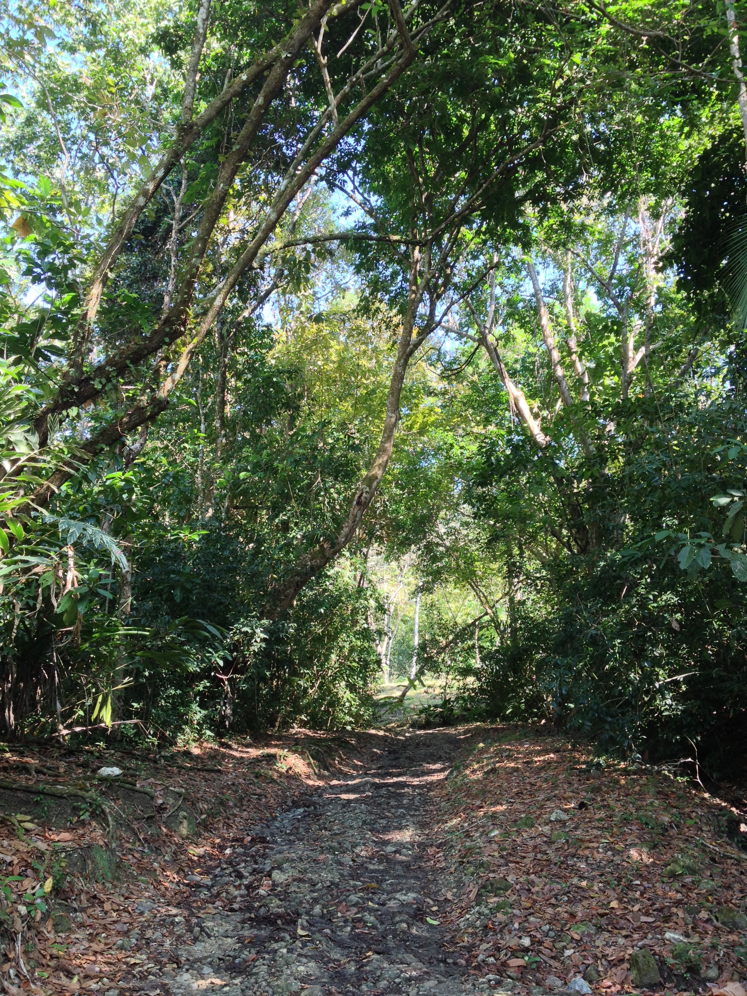 Picture Costa Rica Manuel Antonio 2015-03 129 - Tours Manuel Antonio