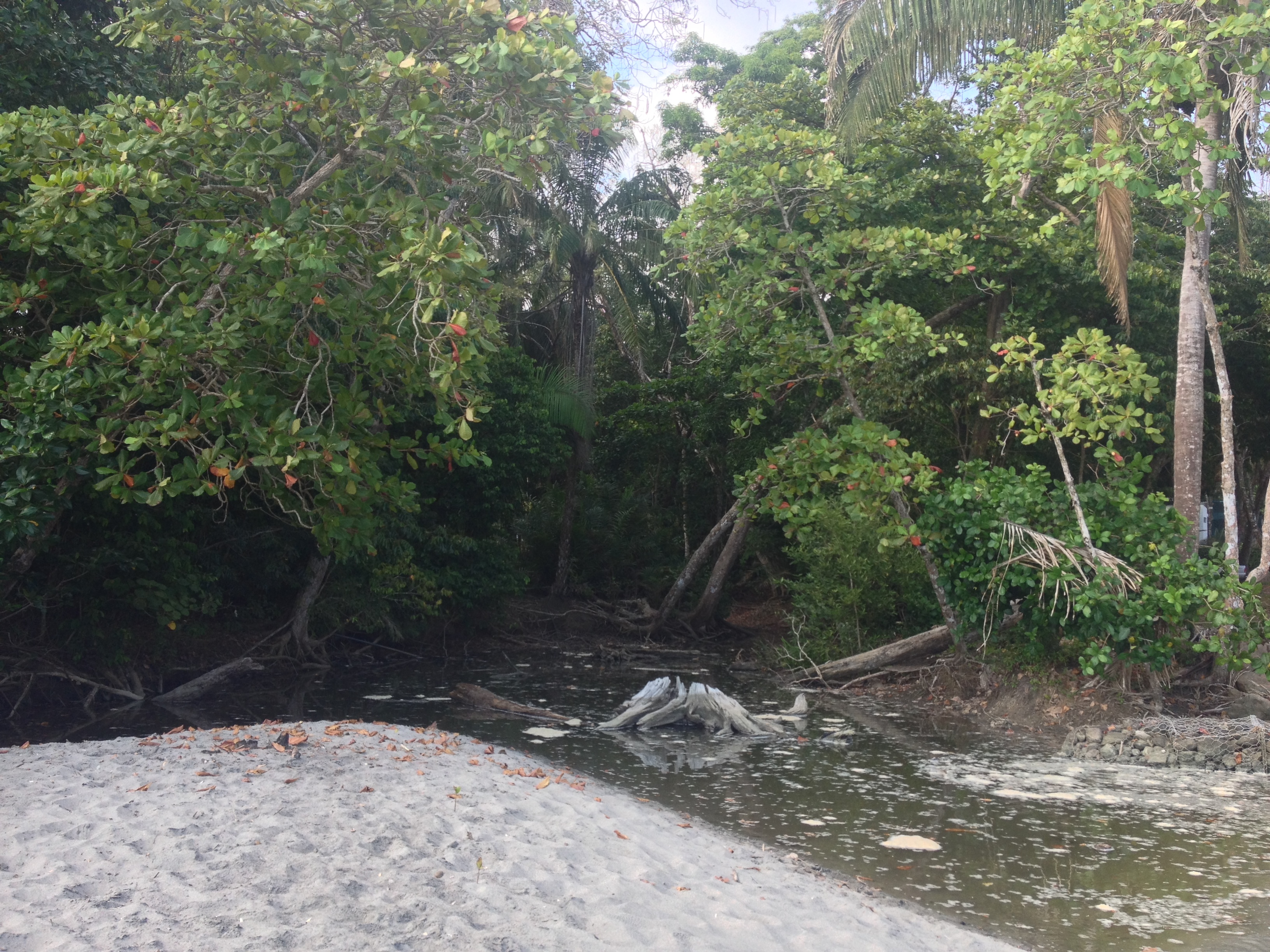 Picture Costa Rica Manuel Antonio 2015-03 513 - Around Manuel Antonio